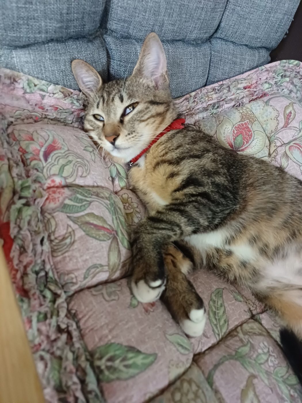 중성화 수술을 마친 길동이(승희) 