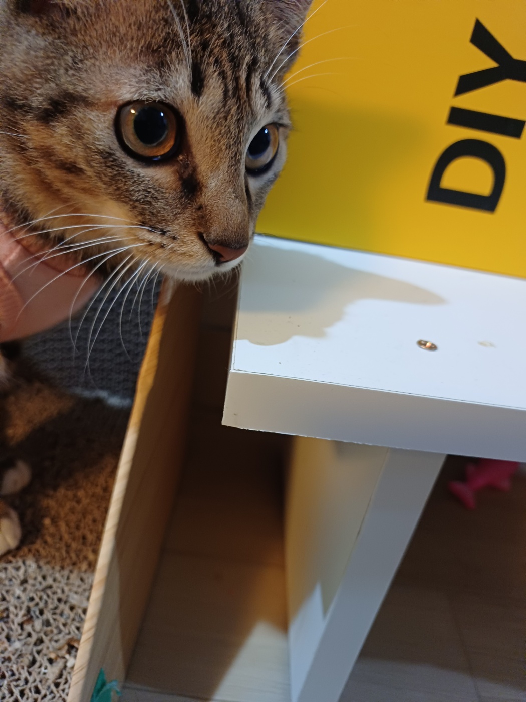 중성화 수술을 마친 길동이(승희) 