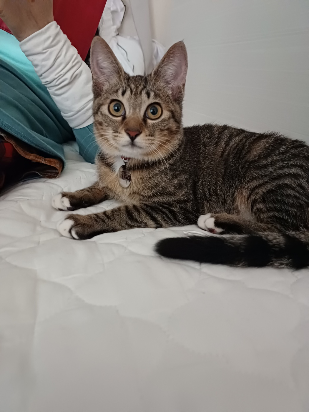 중성화 수술을 마친 길동이(승희) 