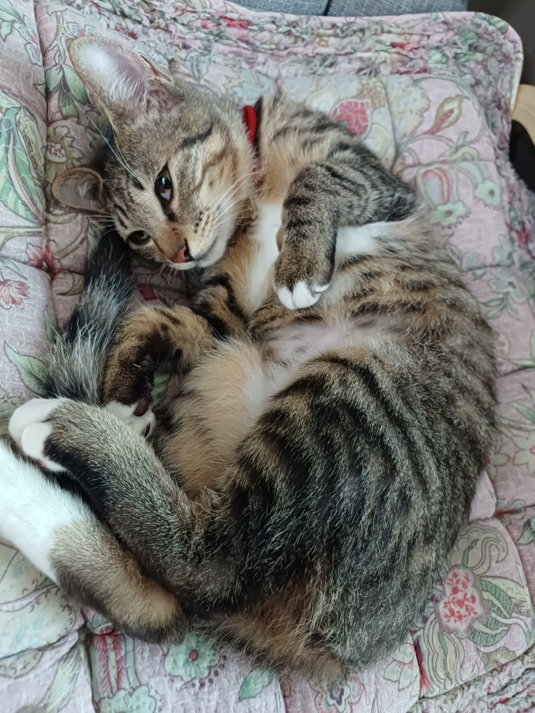 중성화 수술을 마친 길동이(승희) 