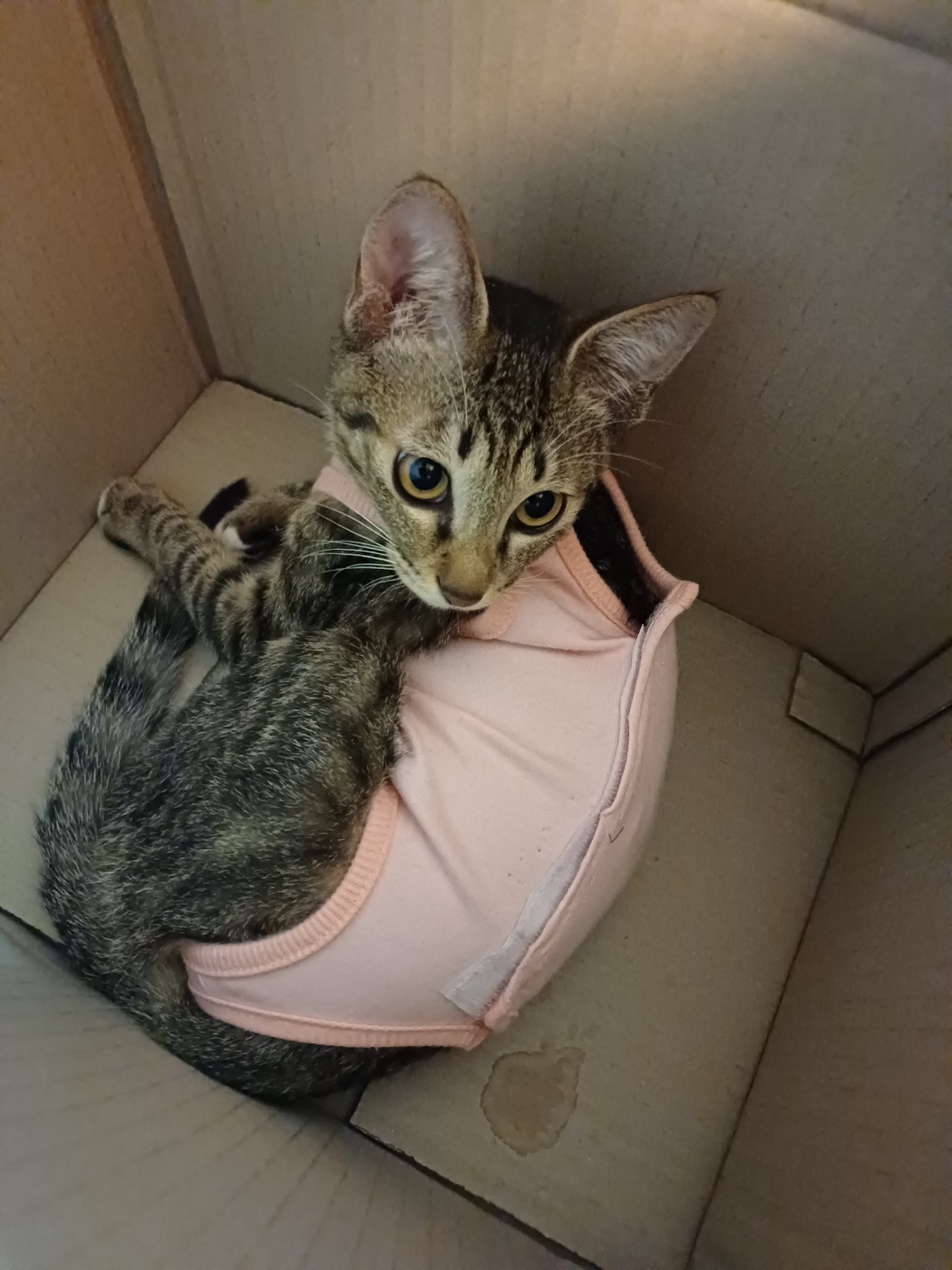 중성화 수술을 마친 길동이(승희) 