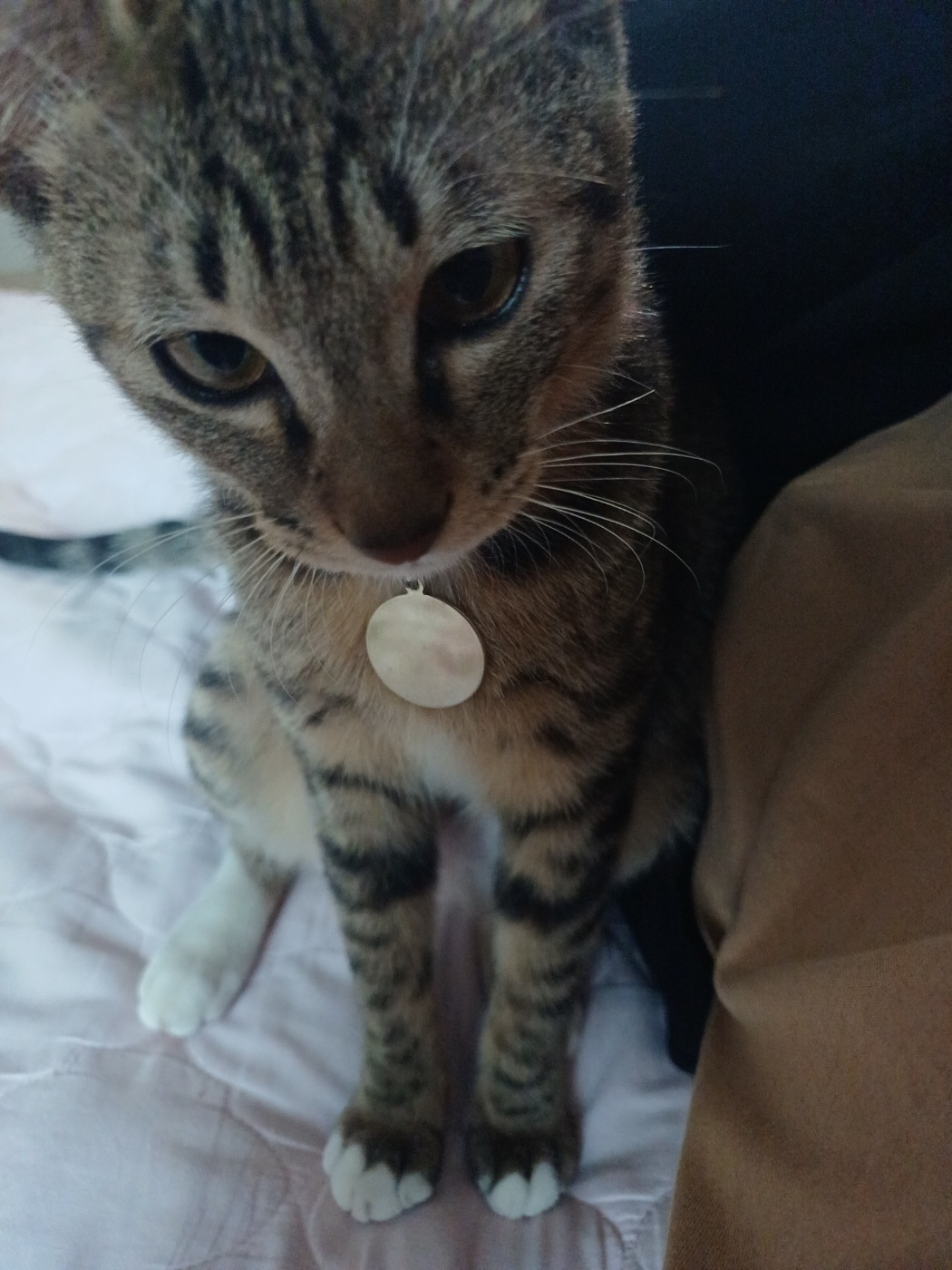 중성화 수술을 마친 길동이(승희) 