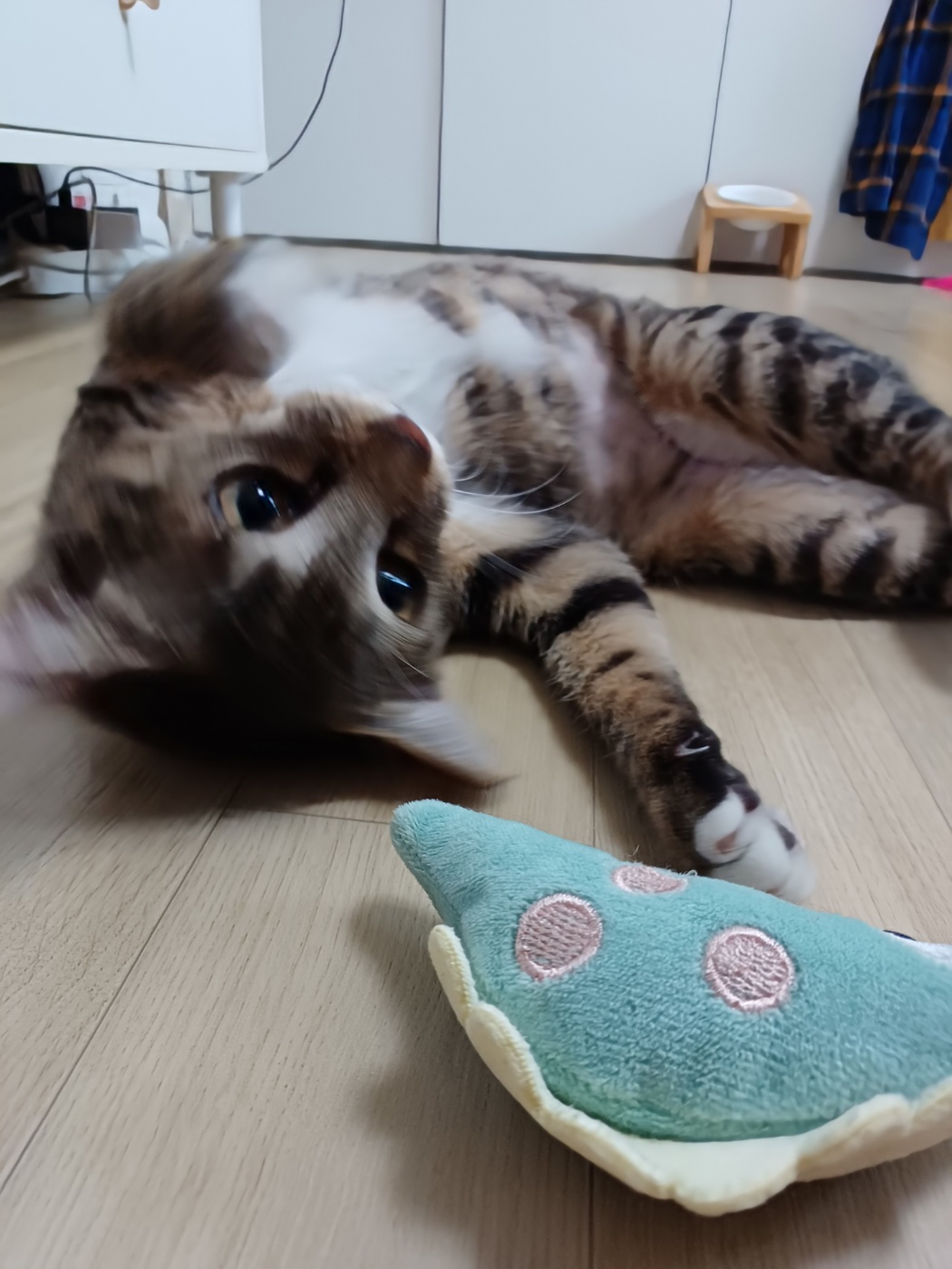 중성화 수술을 마친 길동이(승희) 