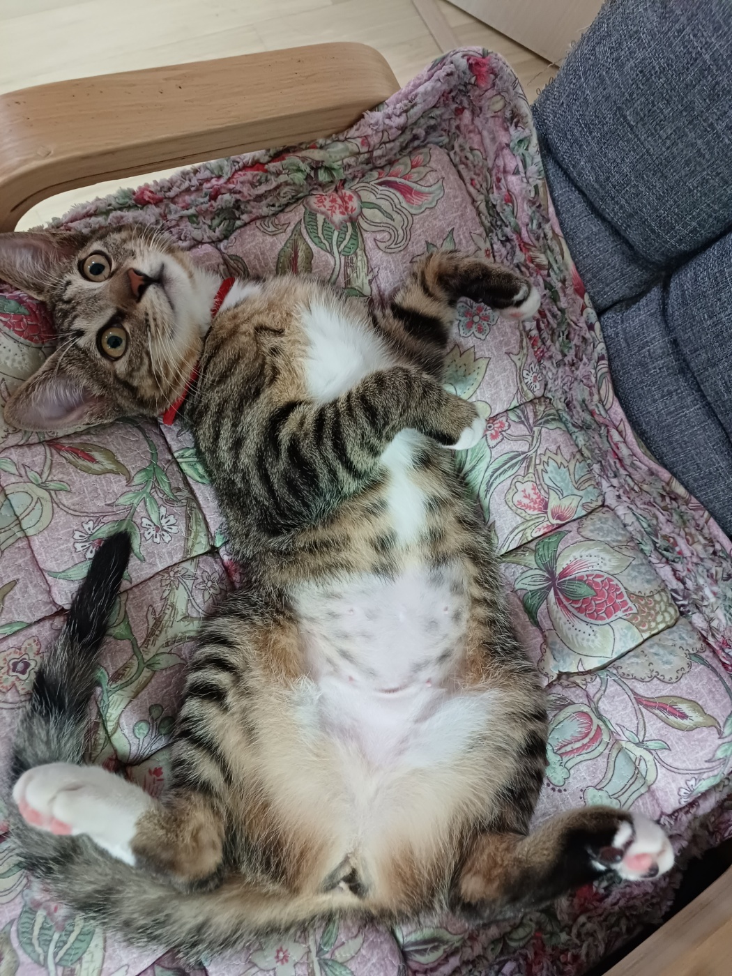 중성화 수술을 마친 길동이(승희) 