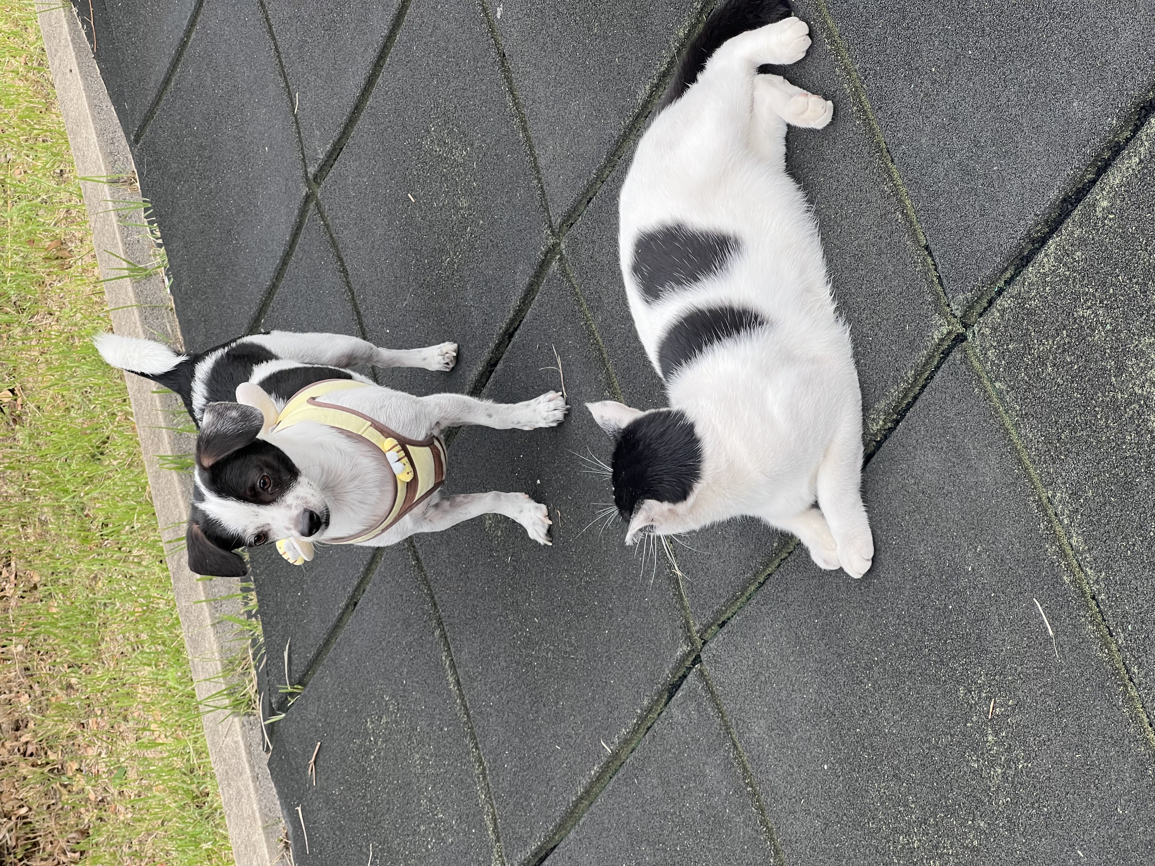 아키(구 하얀이)와 가족이 된지 4년이 됐어요