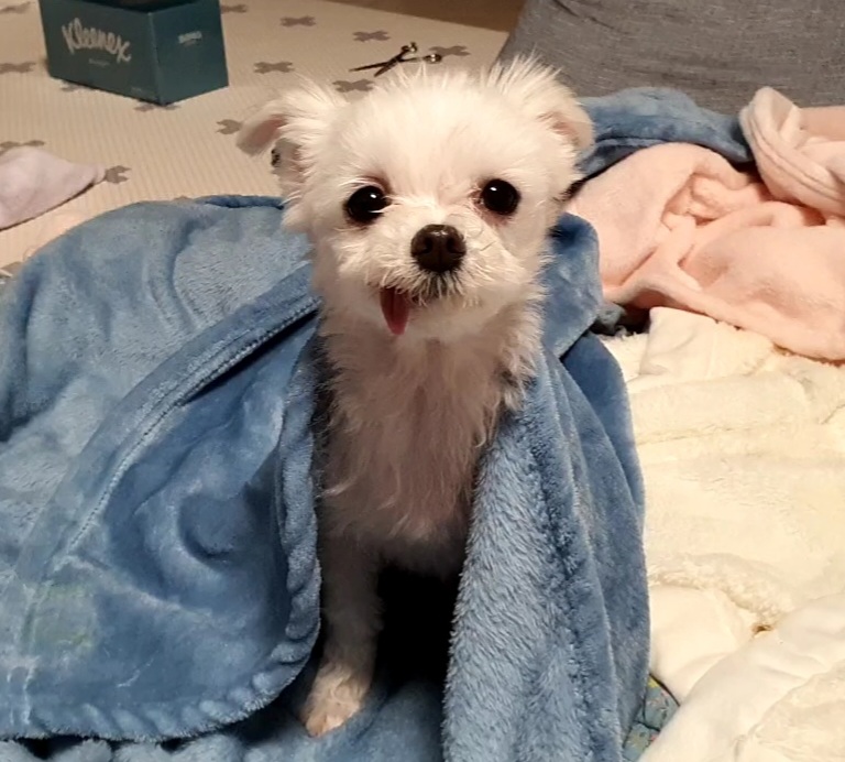 미미(아림이) 입양 후 한달 