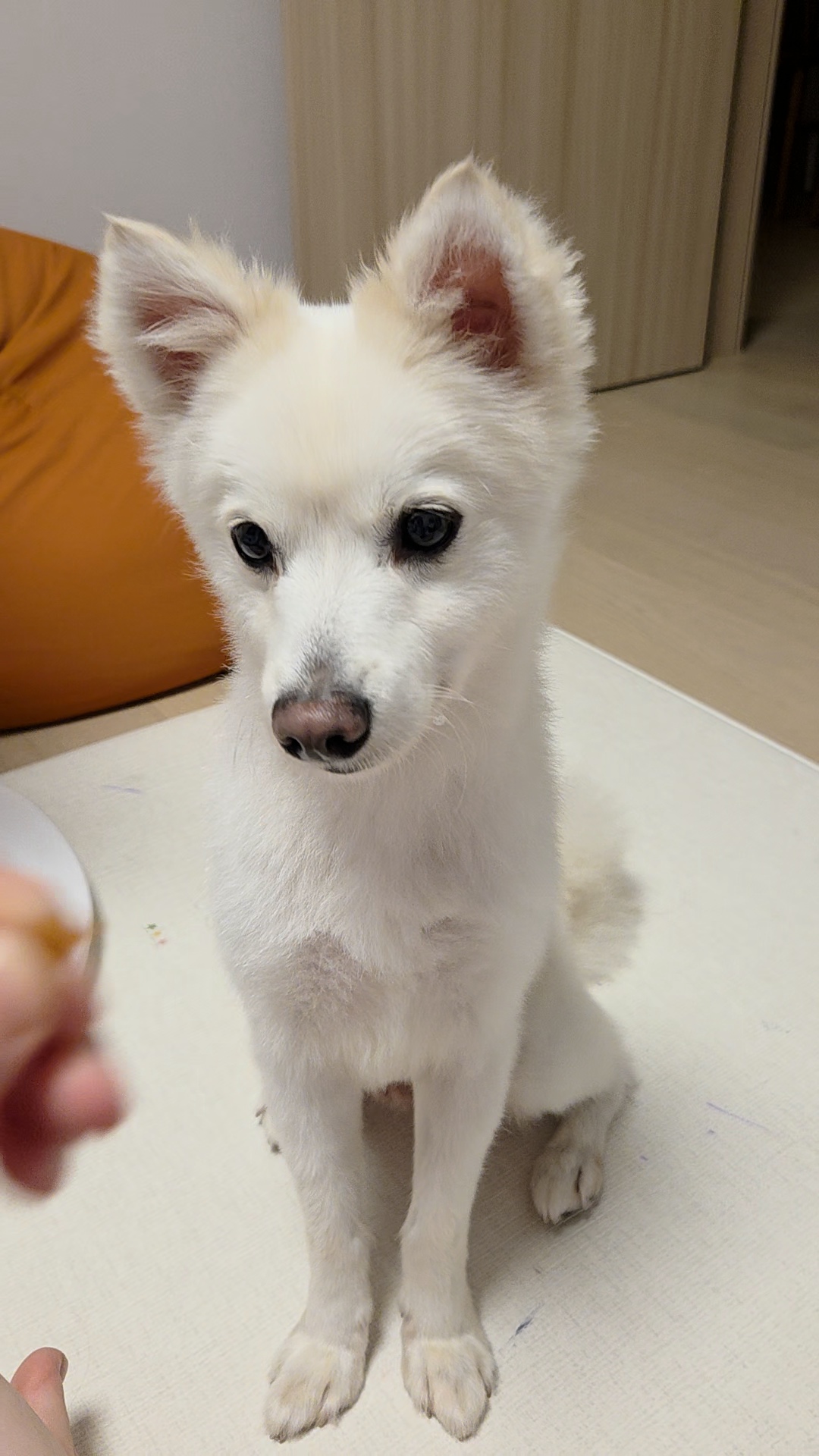사랑둥이 다람이🐿 한달차 후기🤎