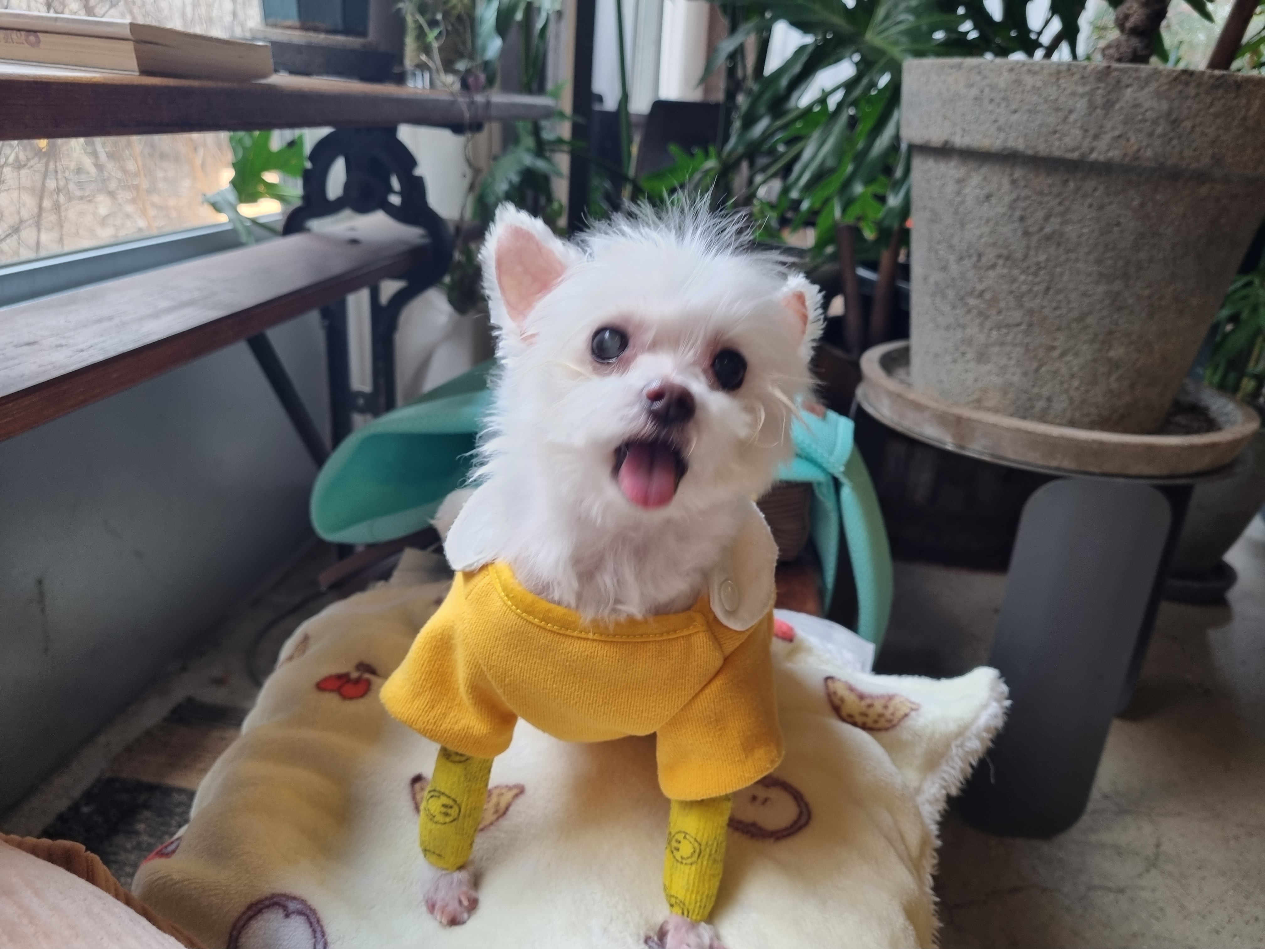 꾸미(익준이)와 눈나의 겨울 이야기