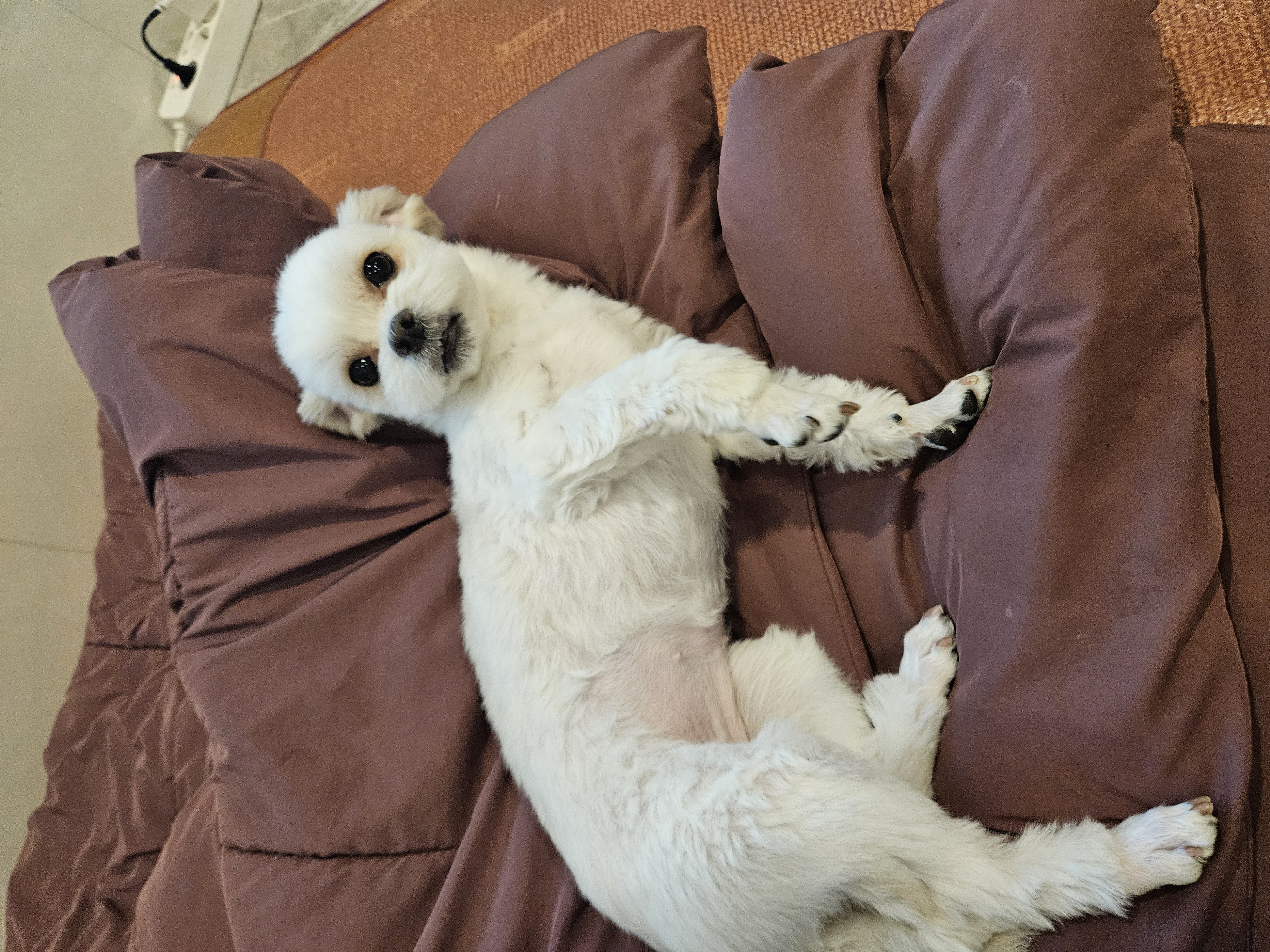 볼보(구 양삼이), 샤넬(구 아자)