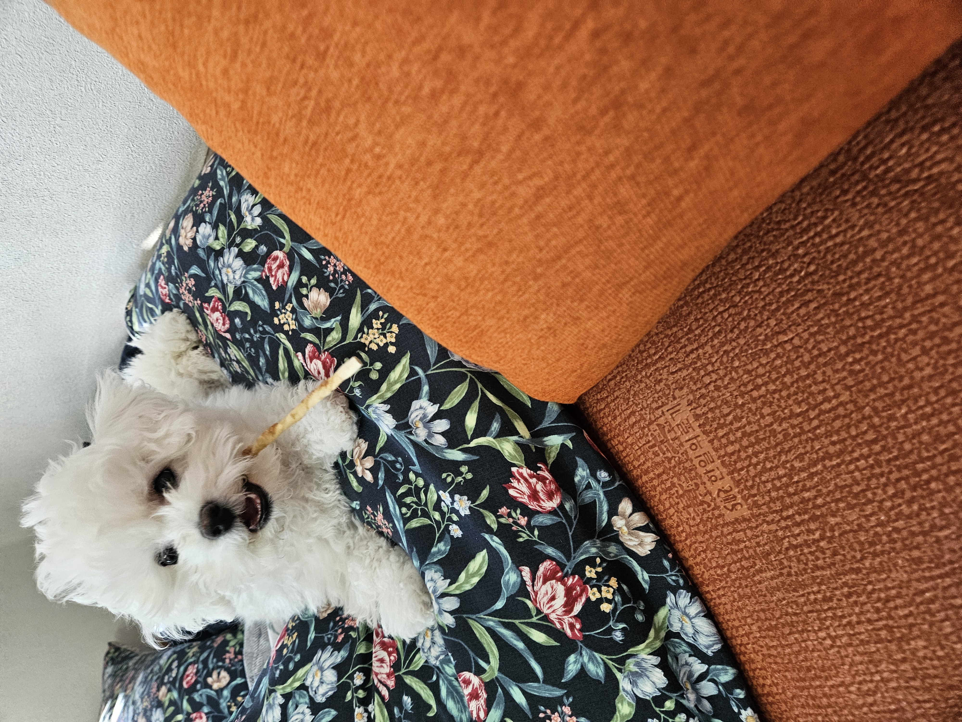 볼보(구 양삼이), 샤넬(구 아자)