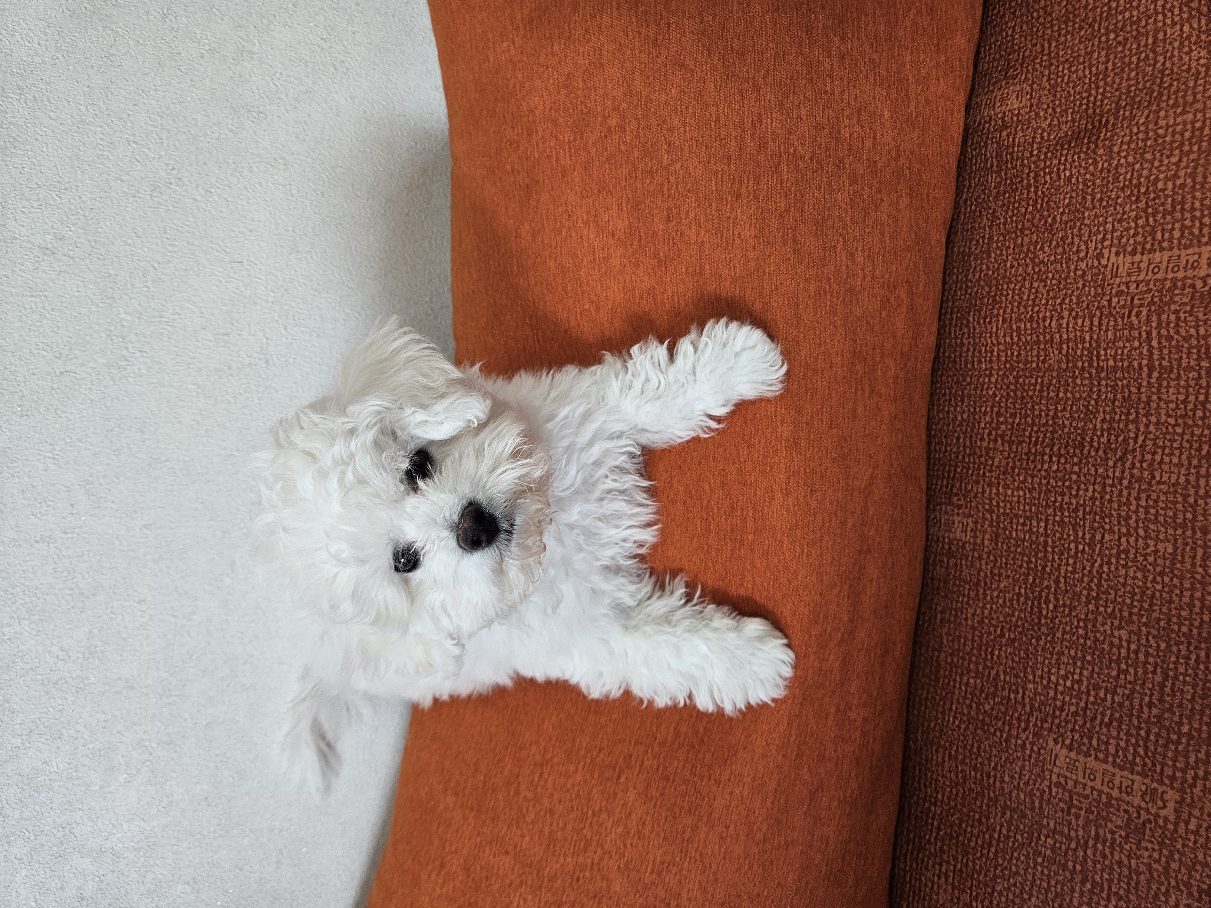 볼보(구 양삼이), 샤넬(구 아자)