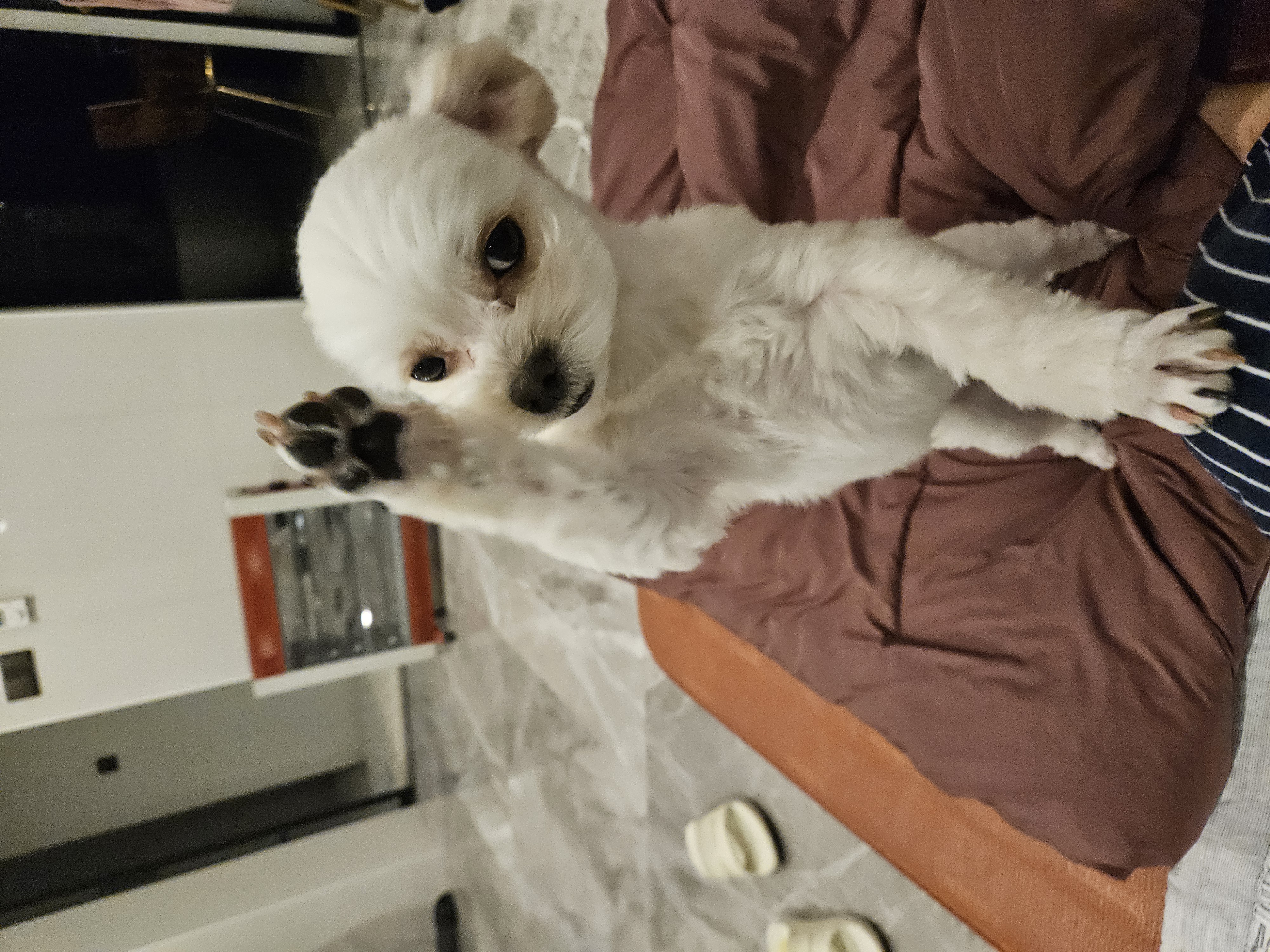 볼보(구 양삼이), 샤넬(구 아자)