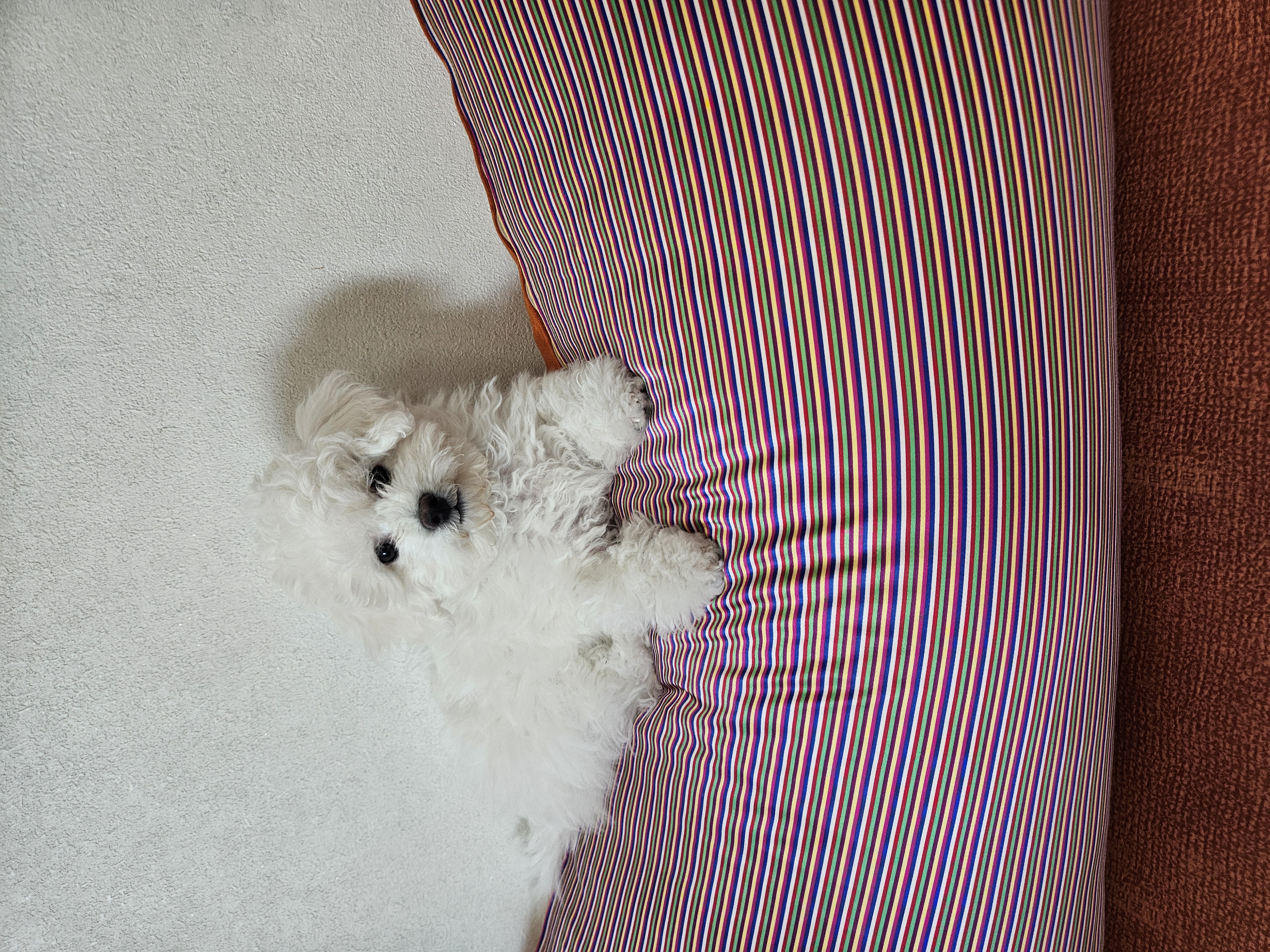 볼보(구 양삼이), 샤넬(구 아자)