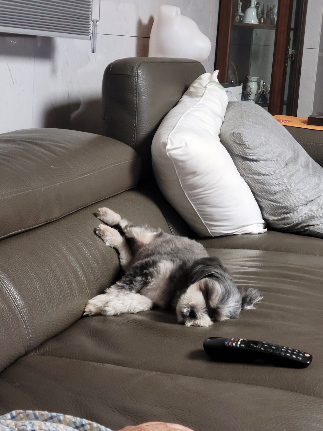 순심이 입양 1년 차!