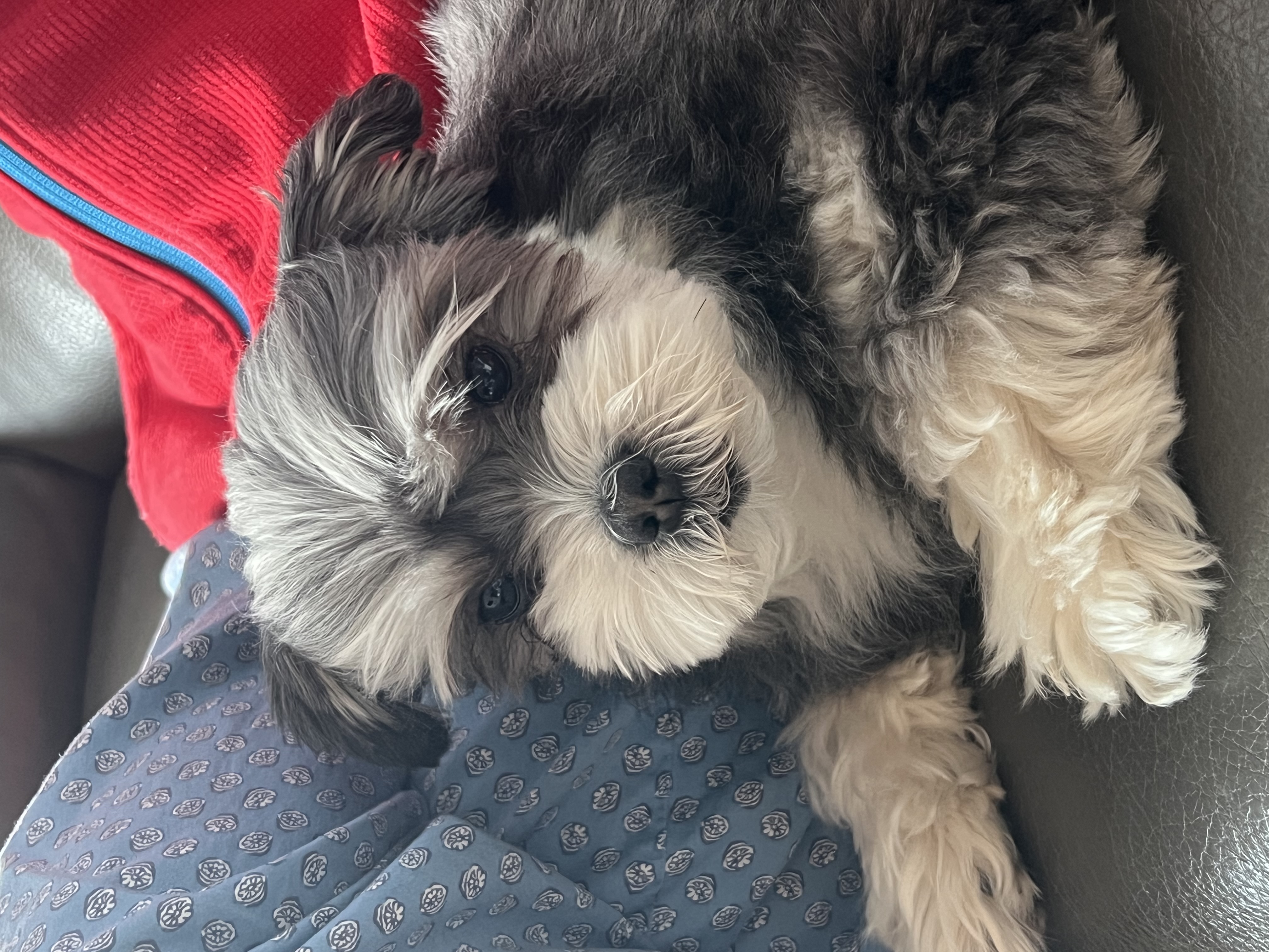 순심이 입양 1년 차!