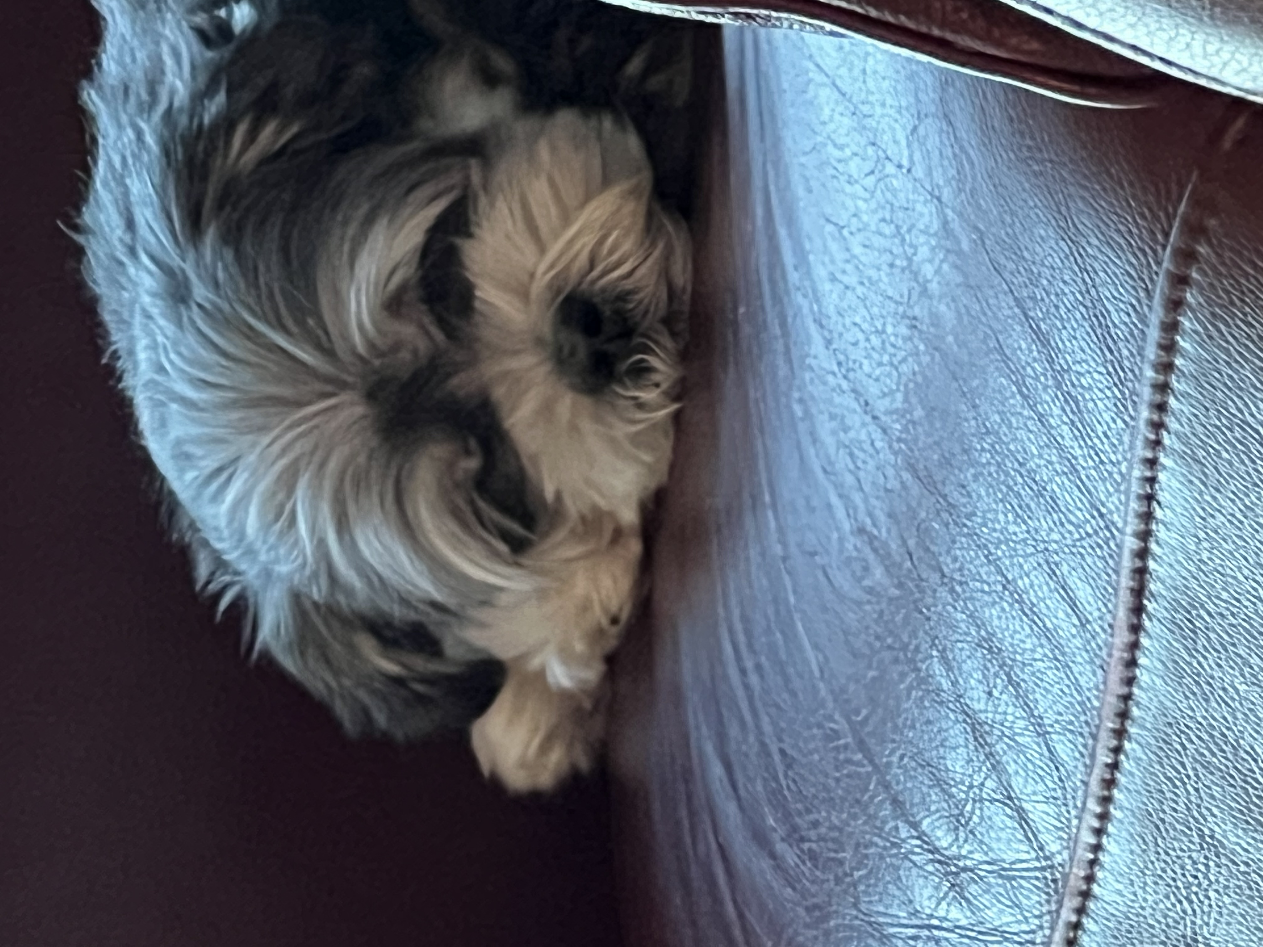 순심이 입양 1년 차!