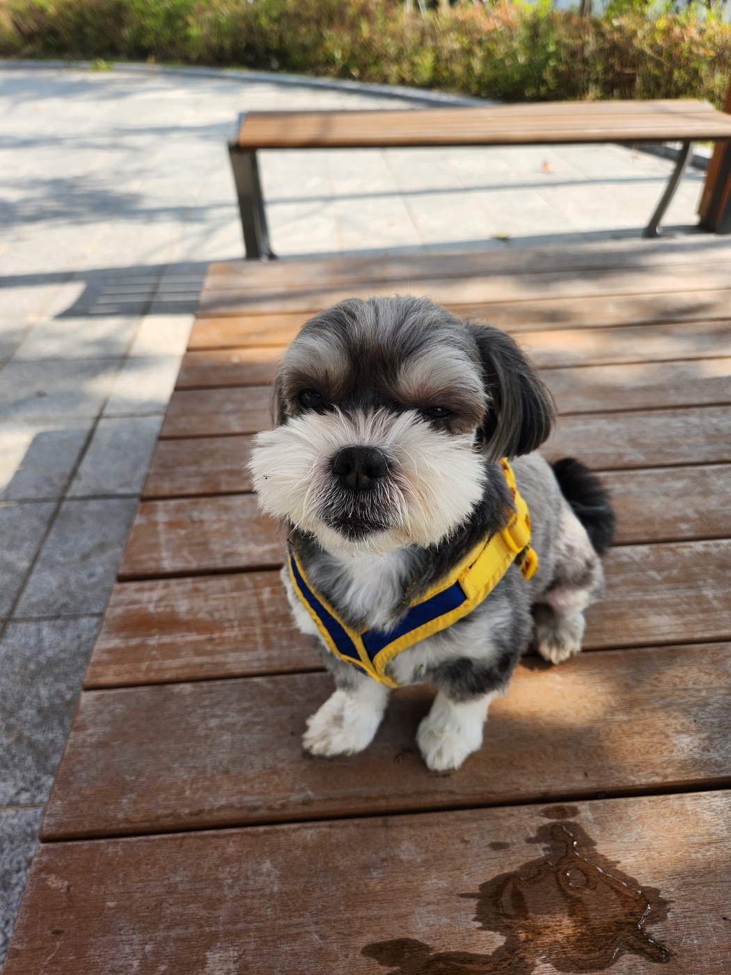 순심이 입양 1년 차!