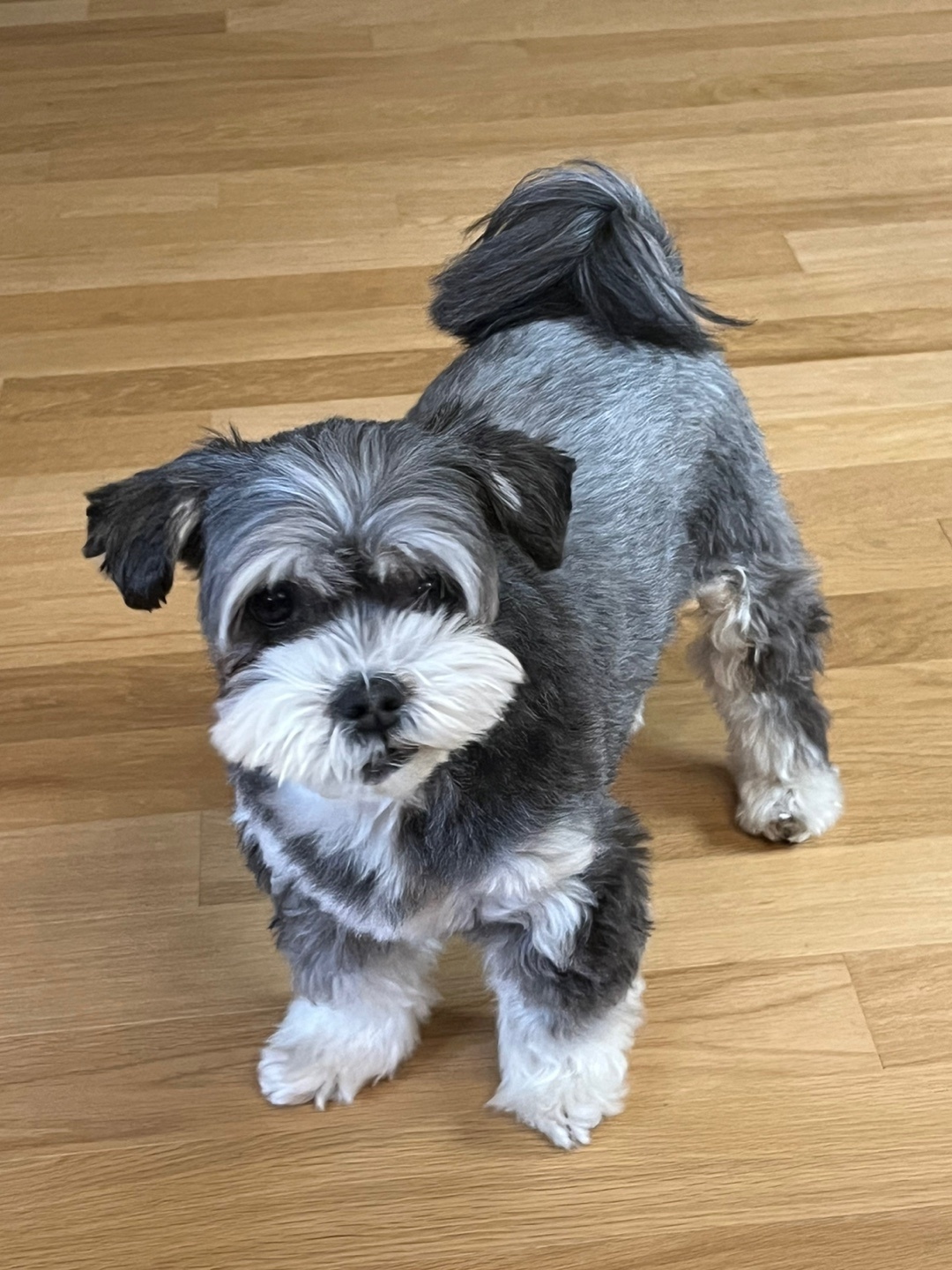 순심이 입양 1년 차!