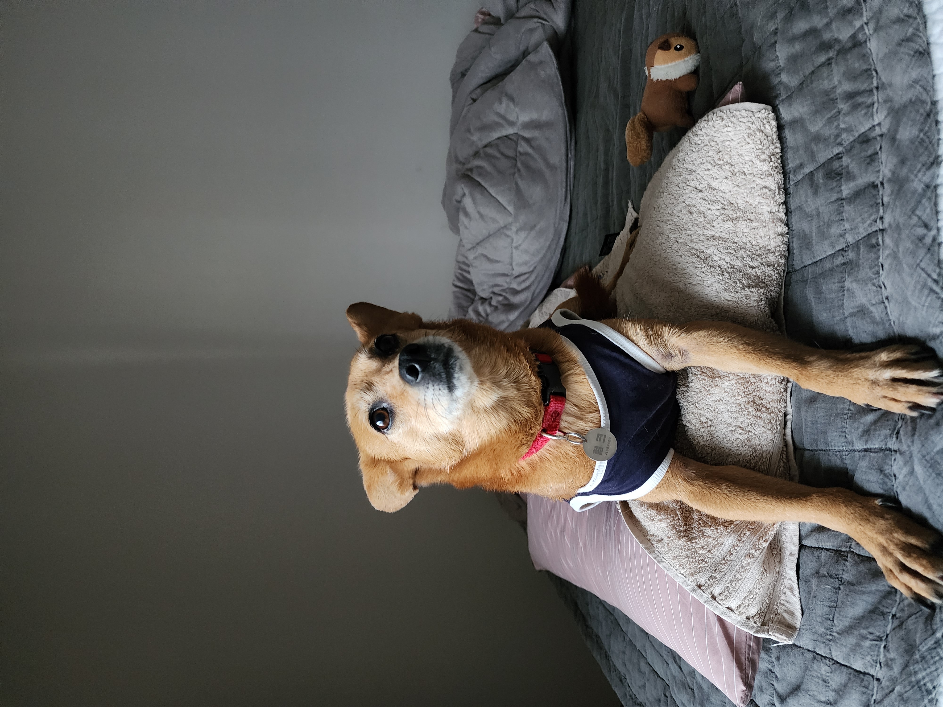 리카 입양 3년 차 인사드립니다.