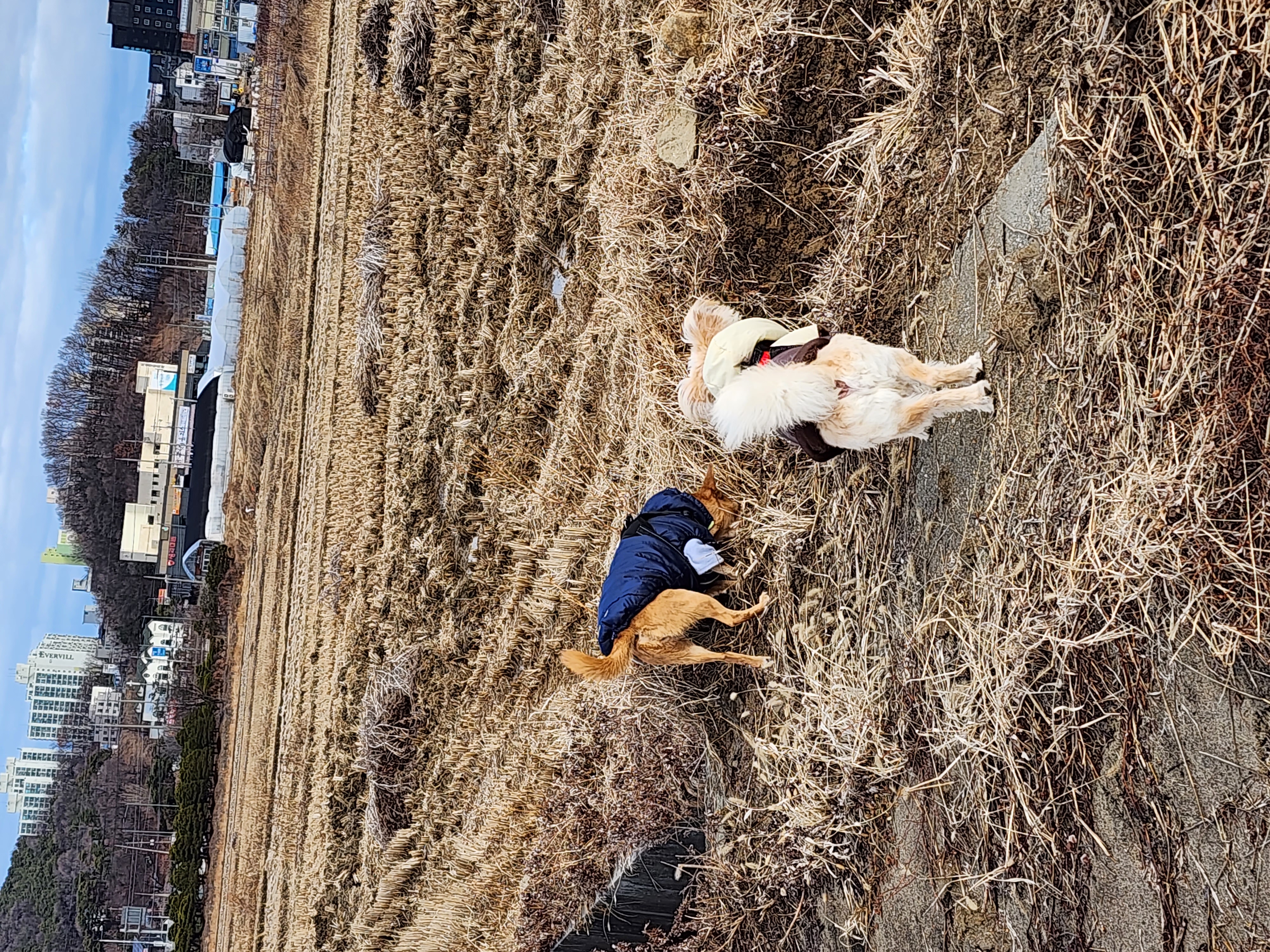 리카 입양 3년 차 인사드립니다.