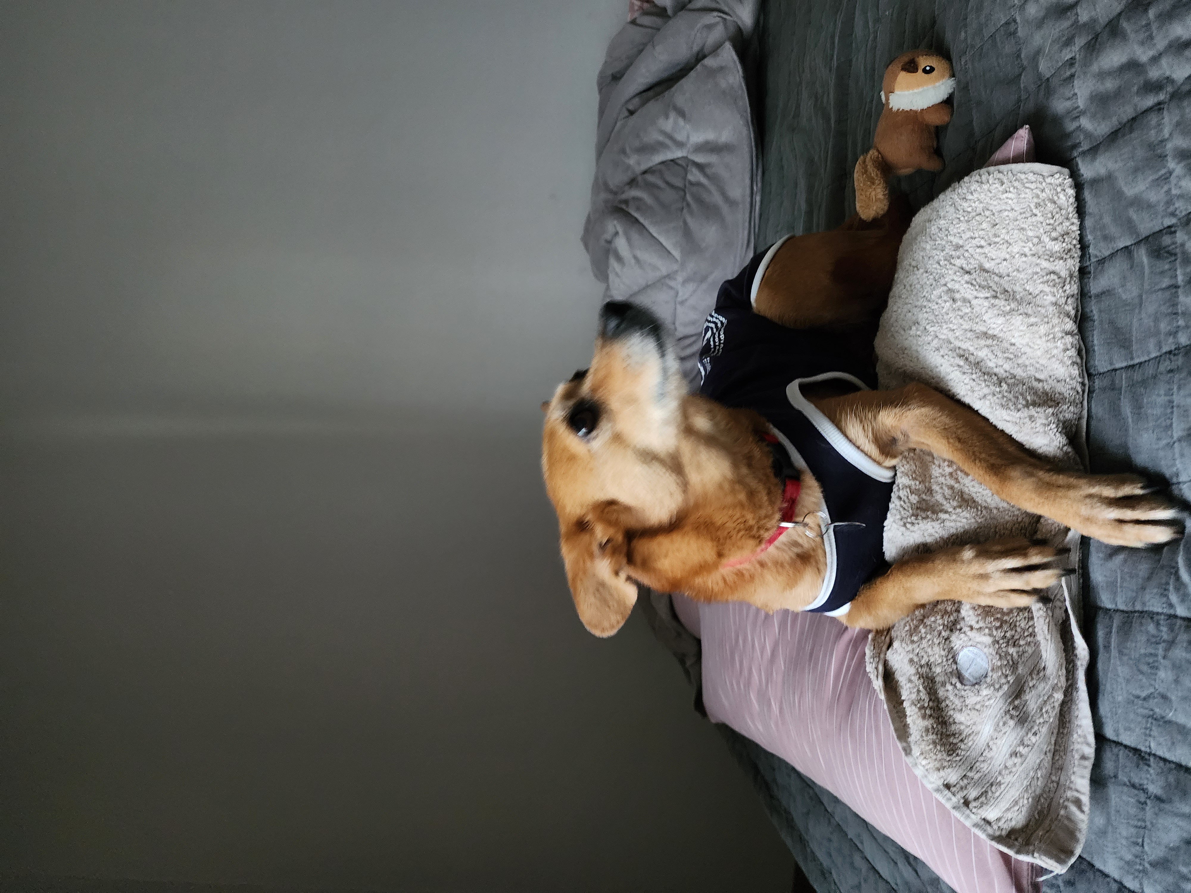 리카 입양 3년 차 인사드립니다.