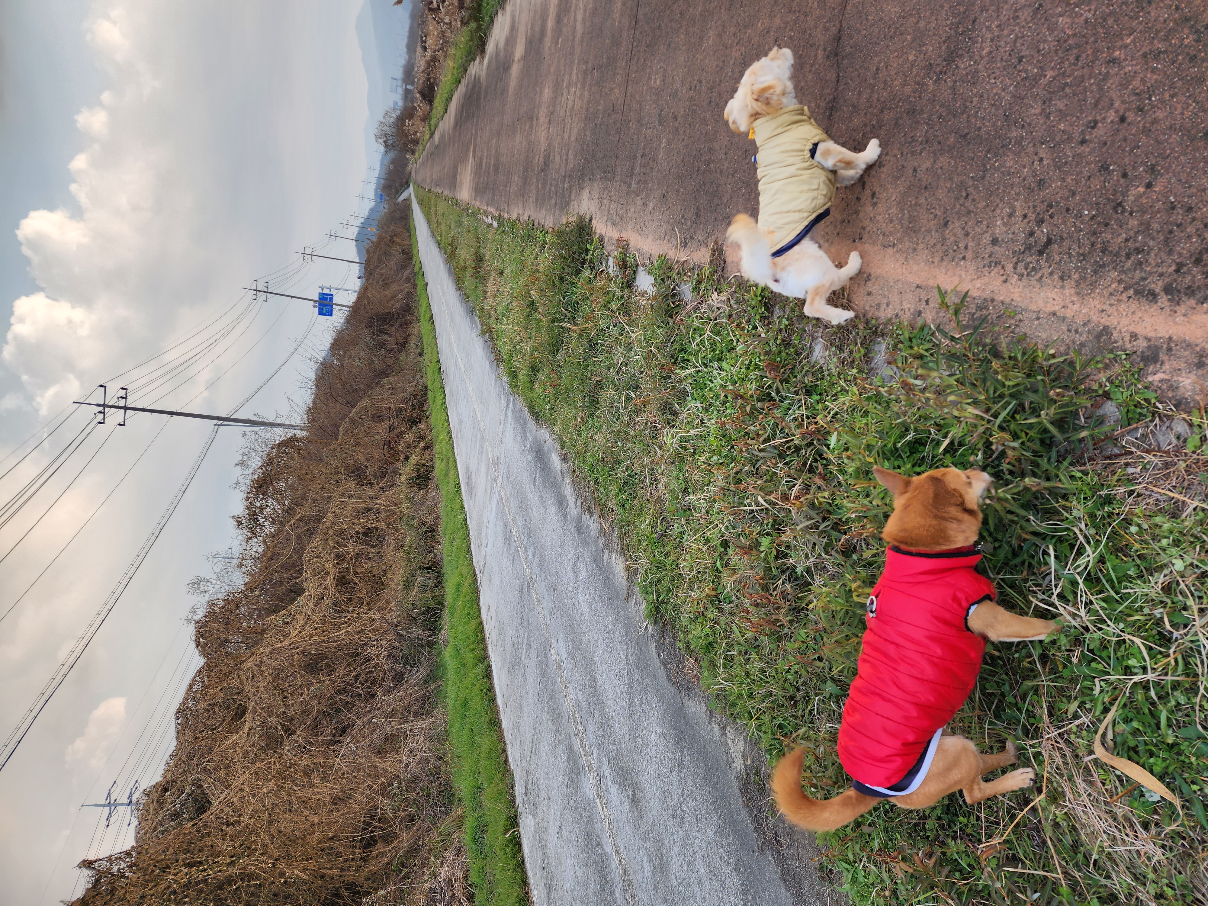 리카 입양 3년 차 인사드립니다.