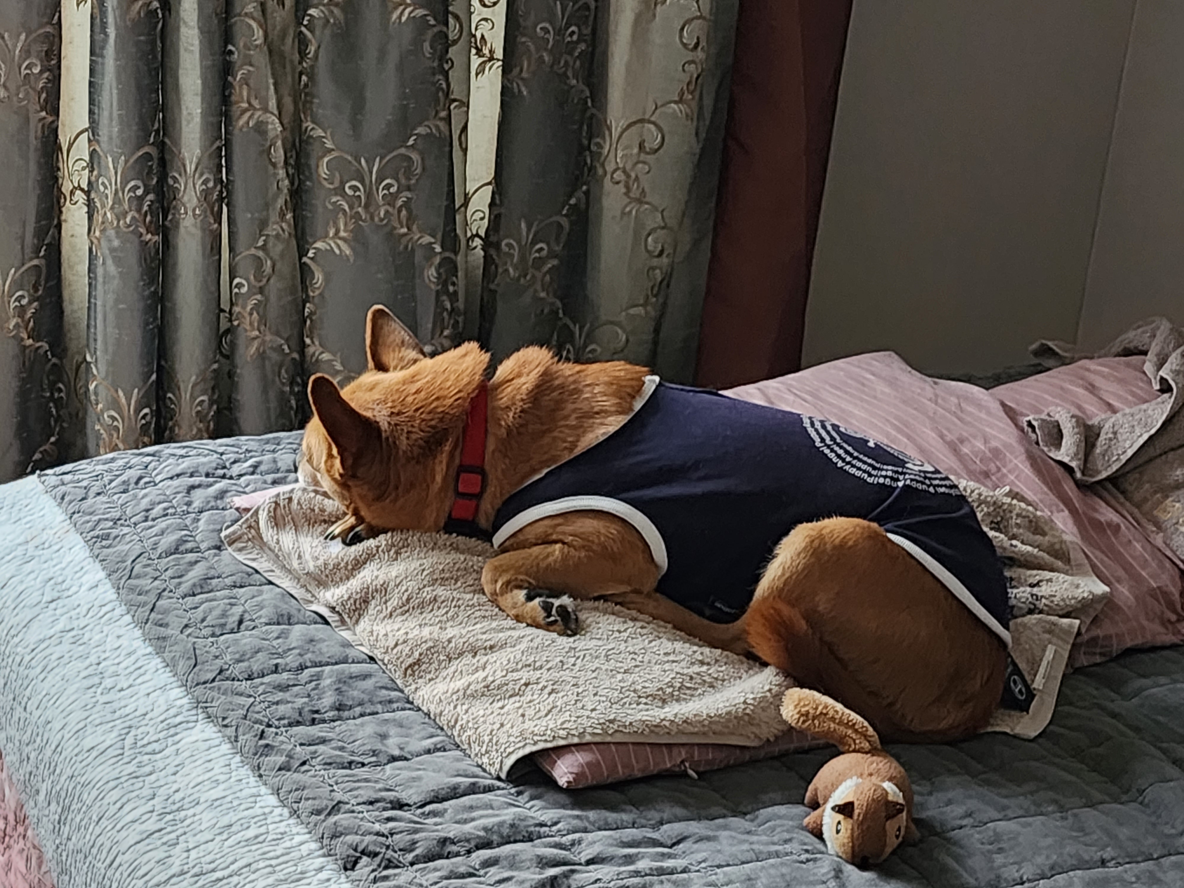 리카 입양 3년 차 인사드립니다.