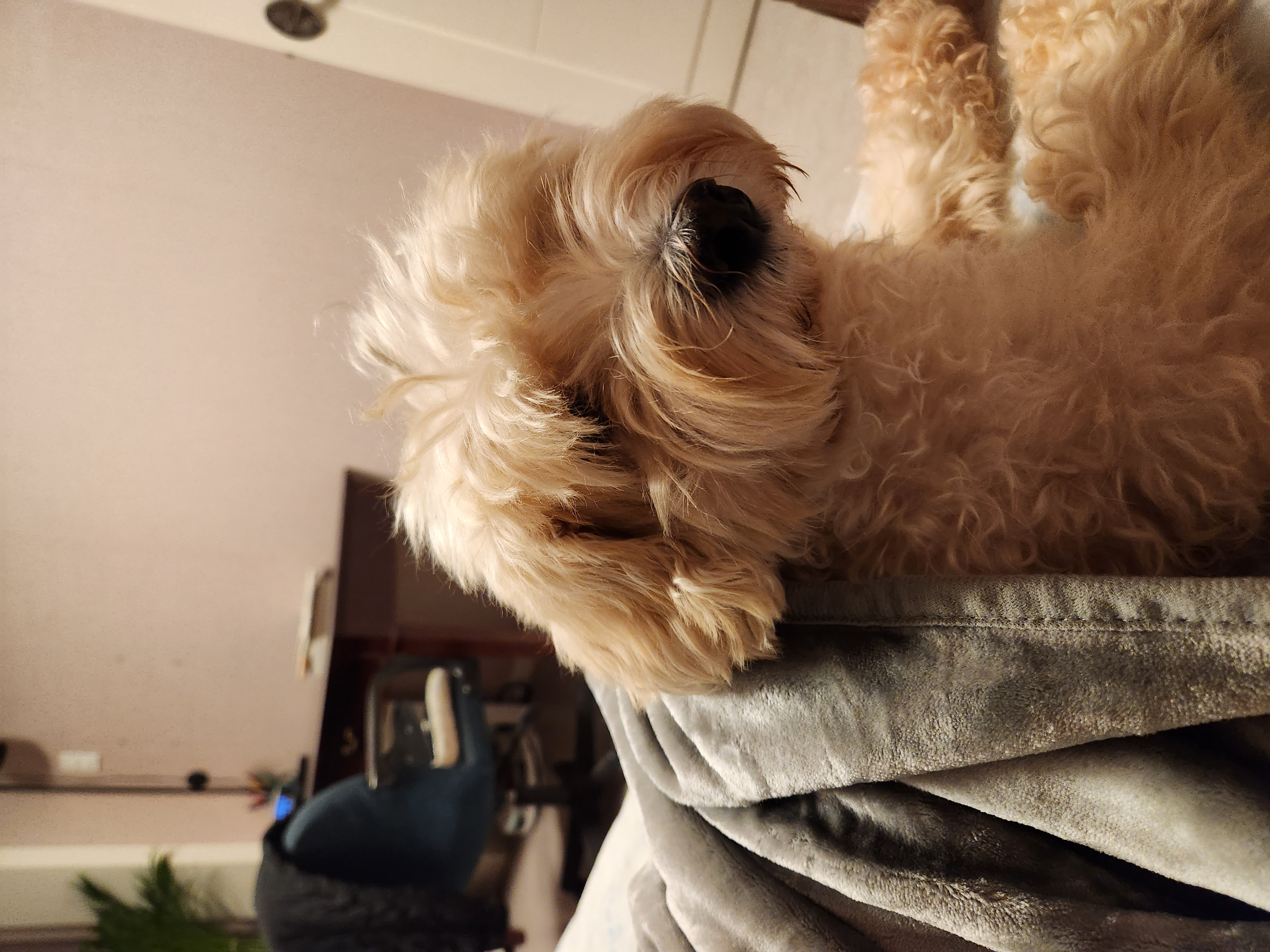 우리 예쁜 금동(은돌)