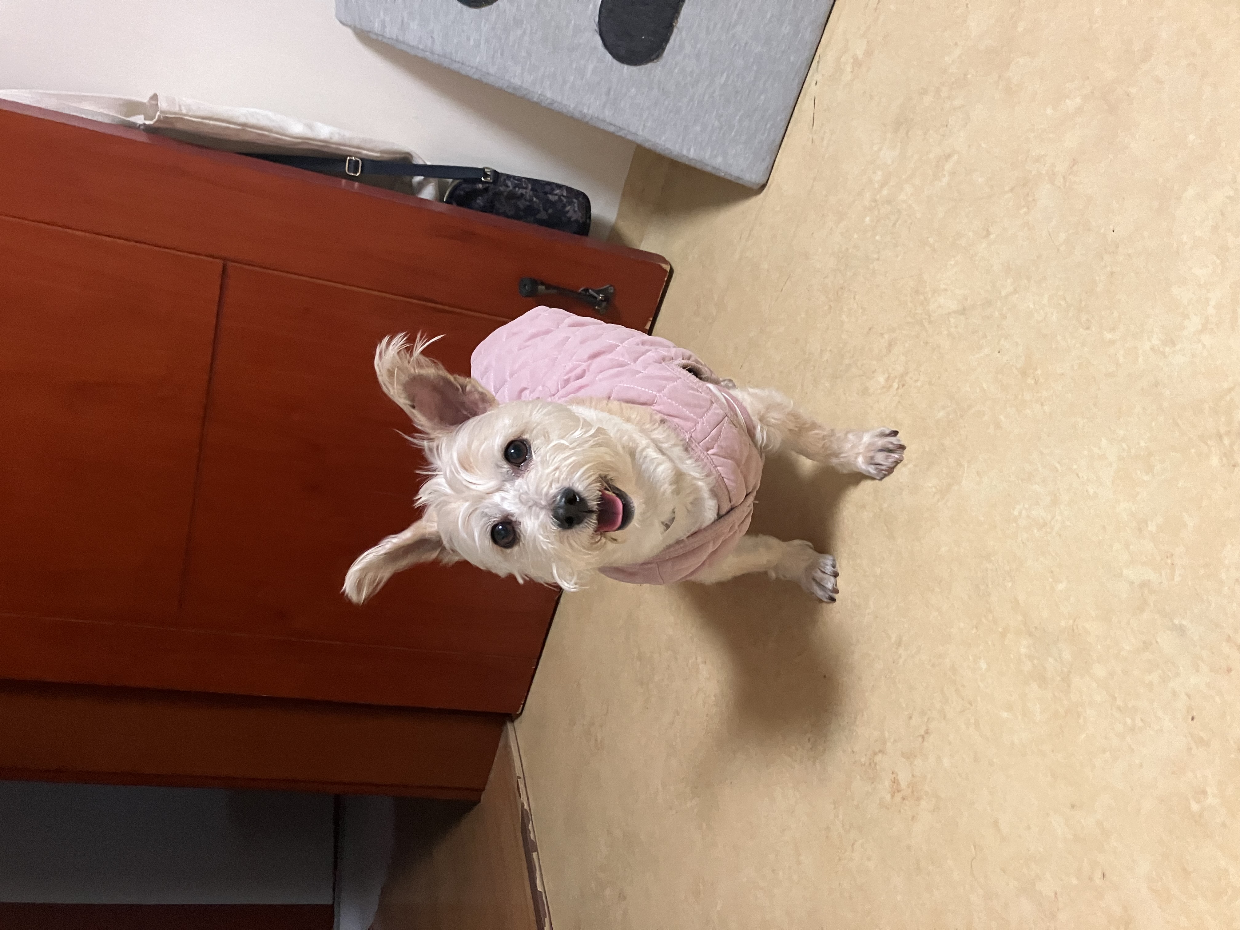 뽀솜이와 가족된지 4년차:)