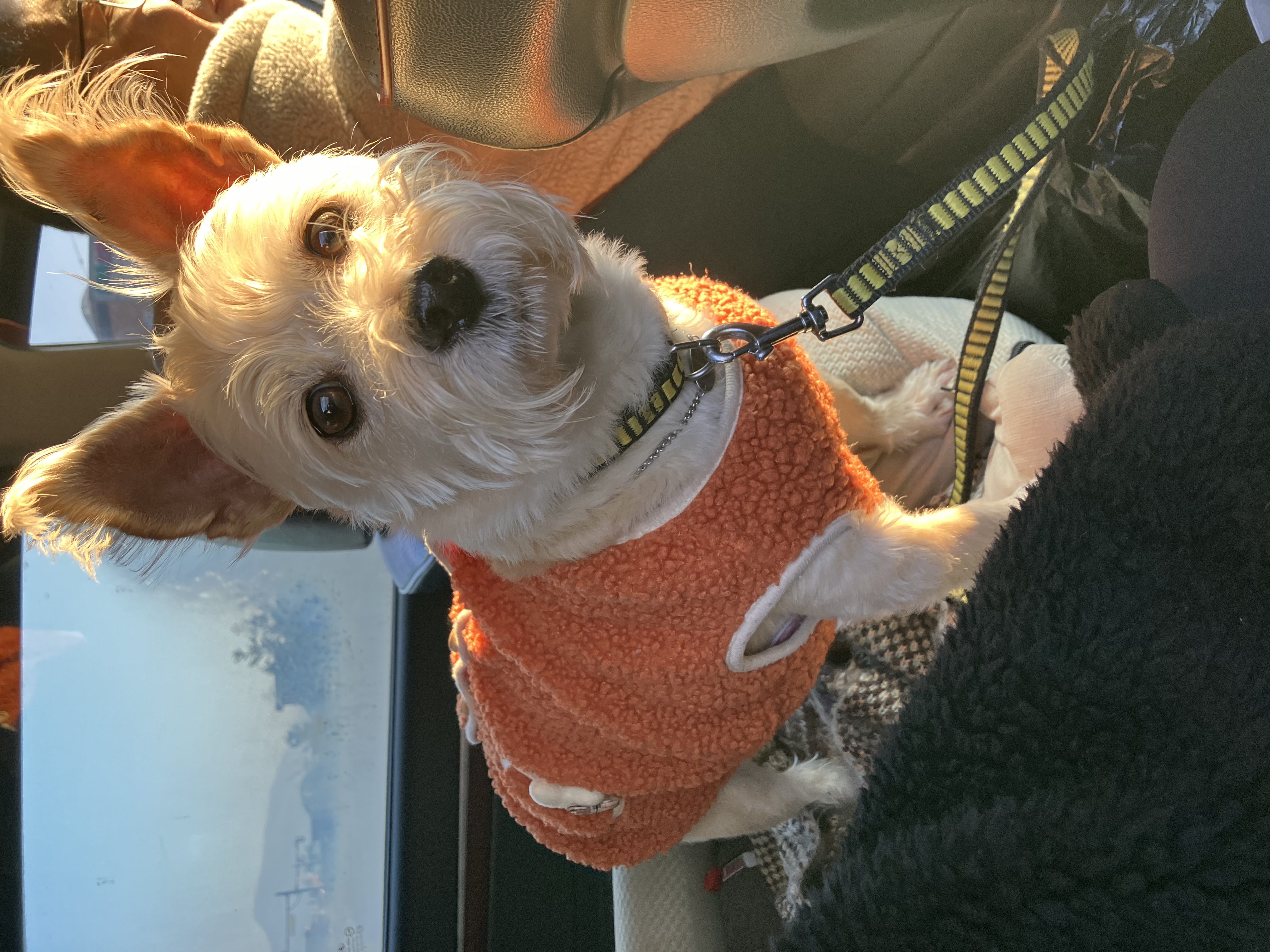 뽀솜이와 가족된지 4년차:)