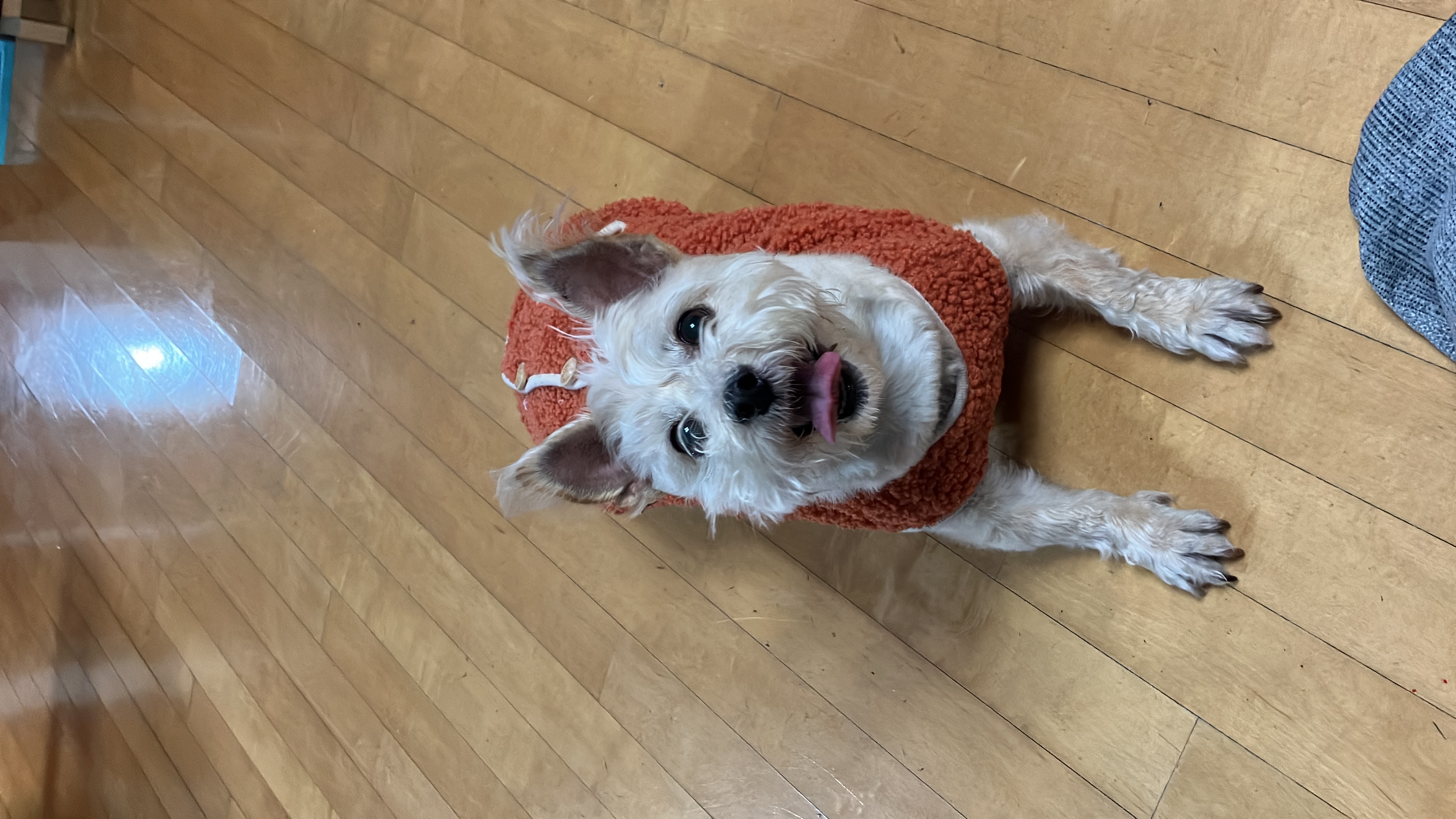 뽀솜이와 가족된지 4년차:)