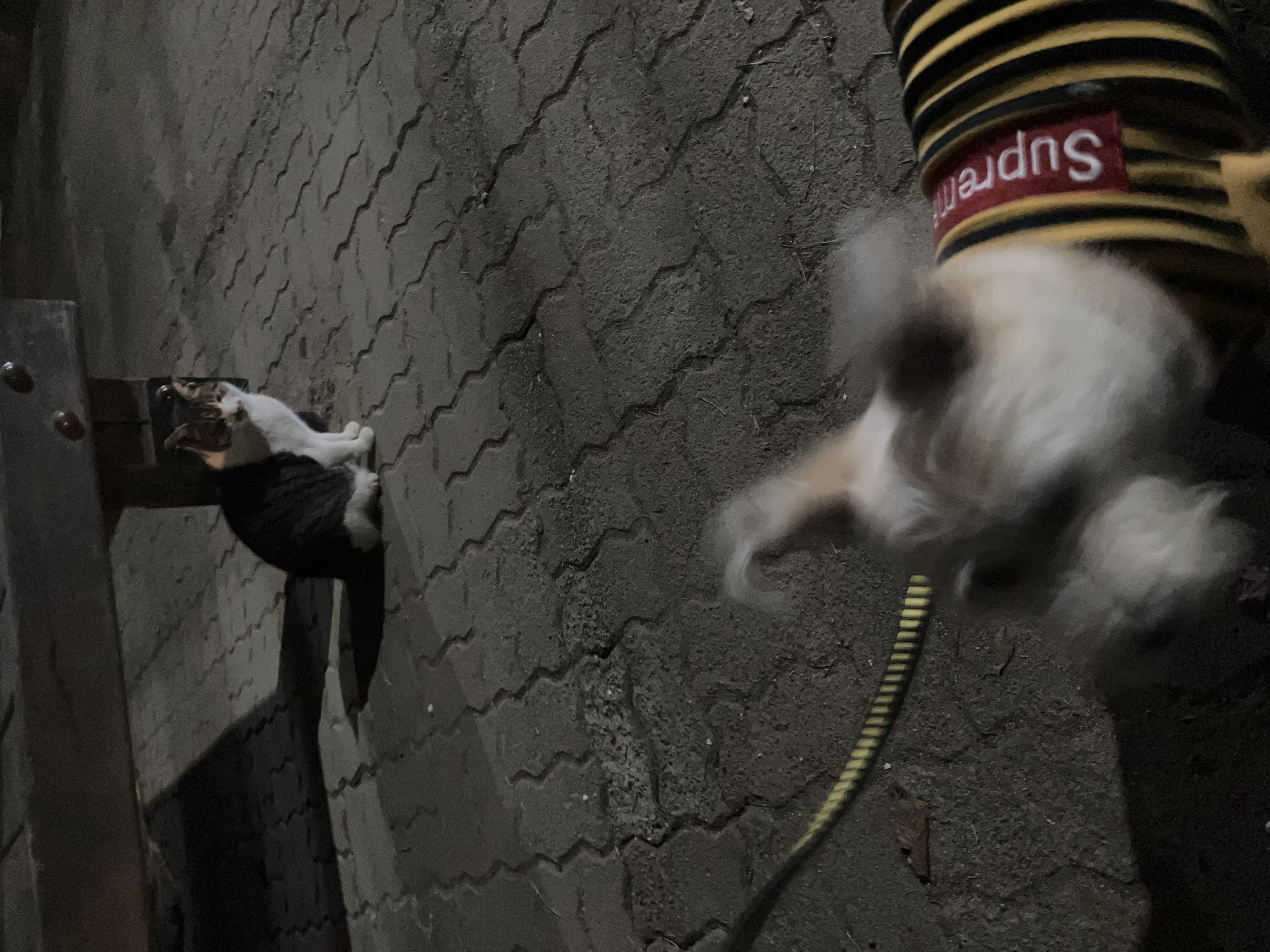 뽀솜이와 가족된지 4년차:)