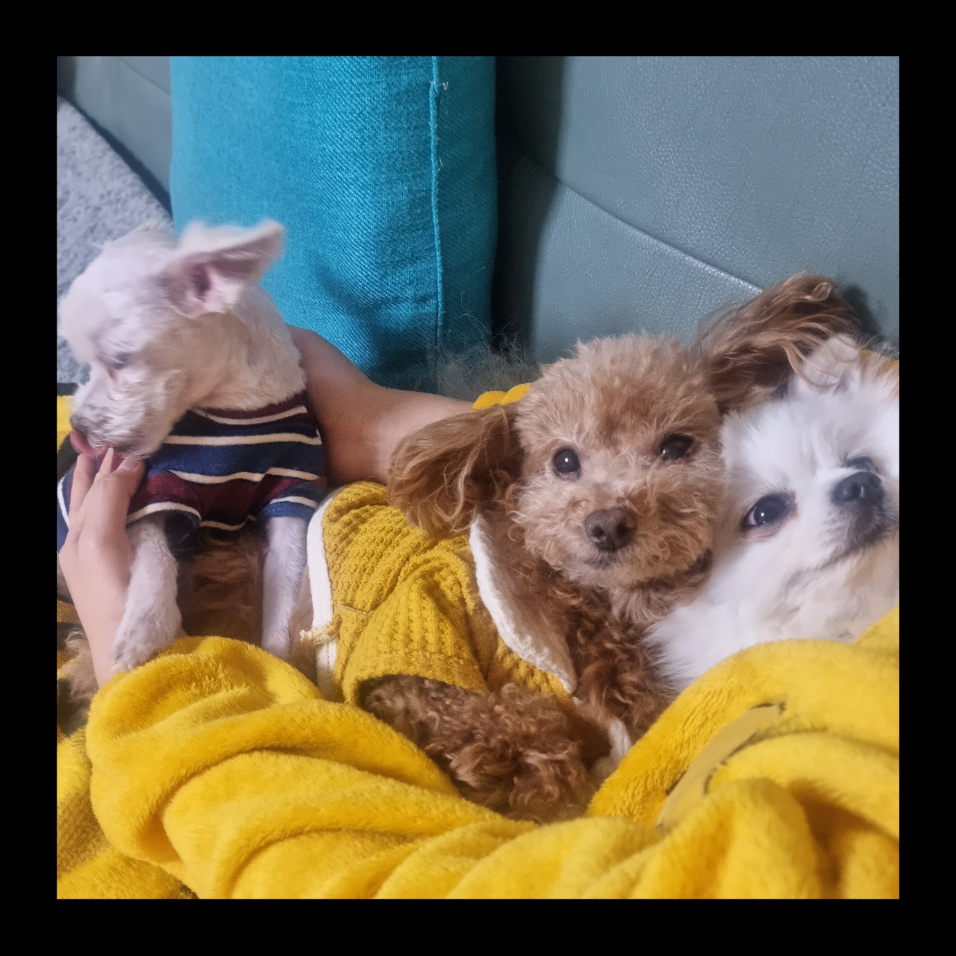 영천 불법번식장 보들이 & 아산 엘프 근황입니다. 