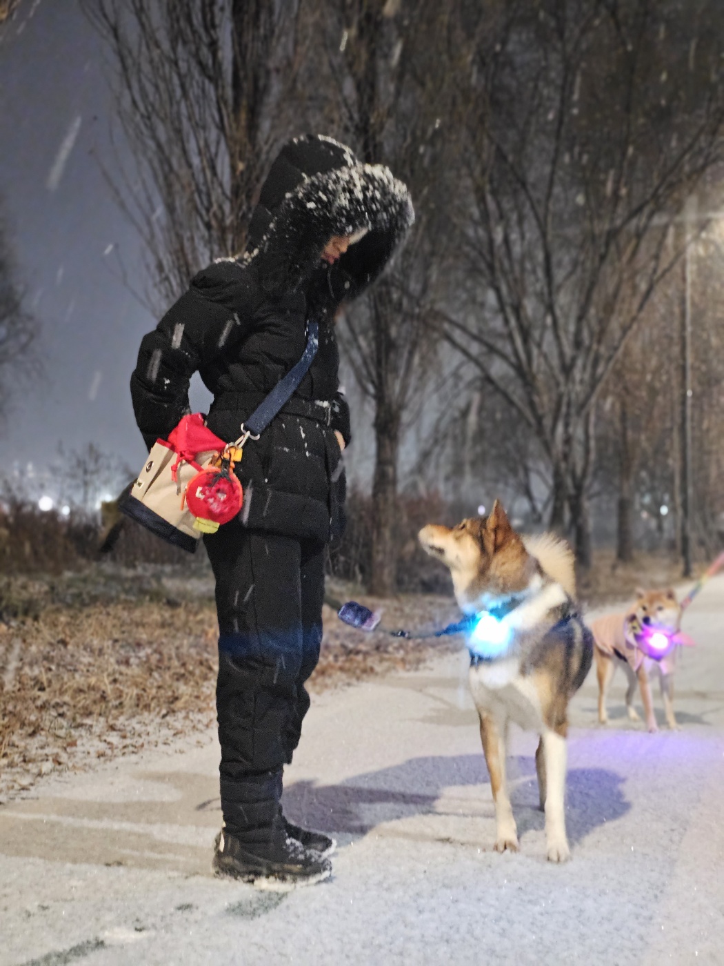 입양2년차 하다