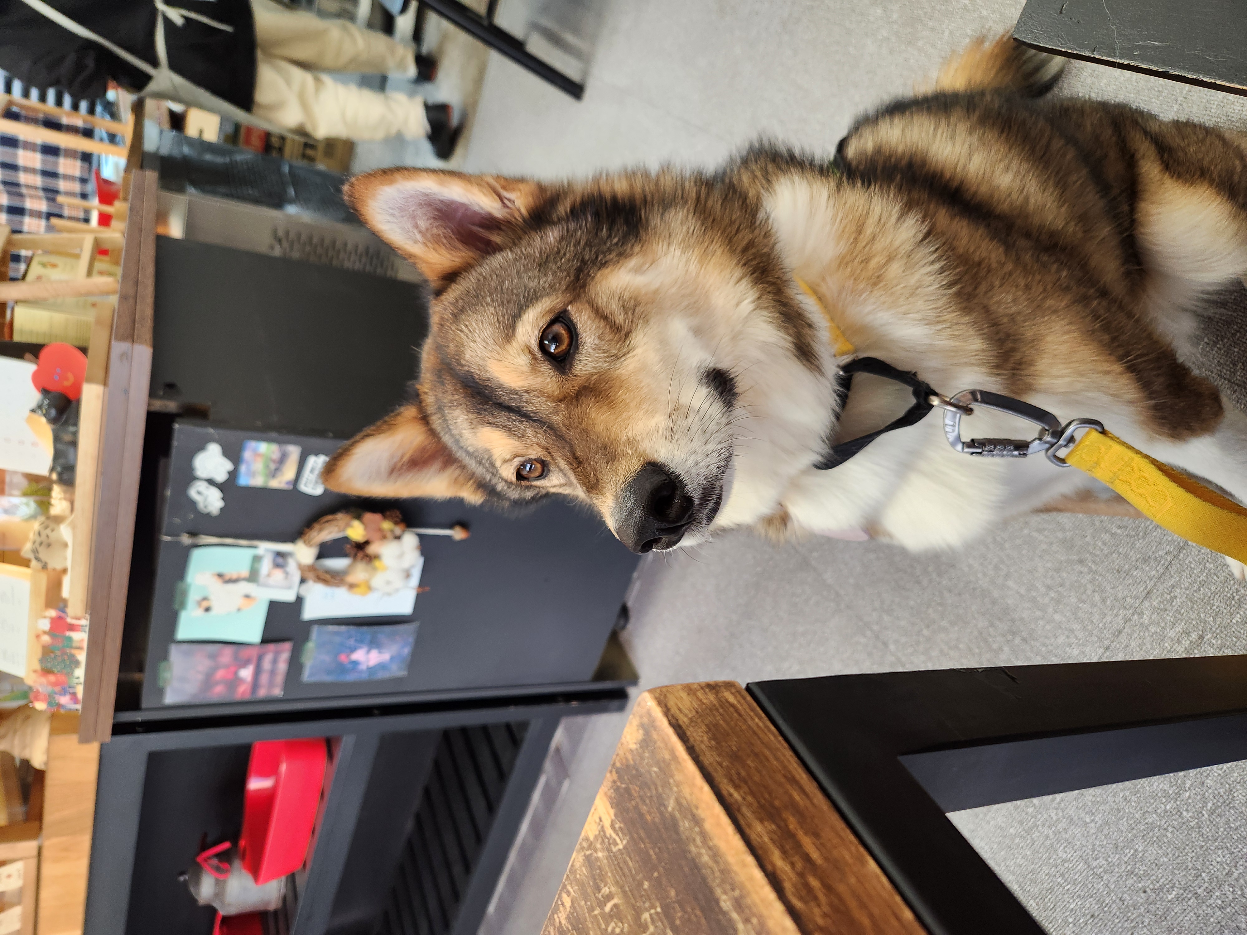 입양2년차 하다