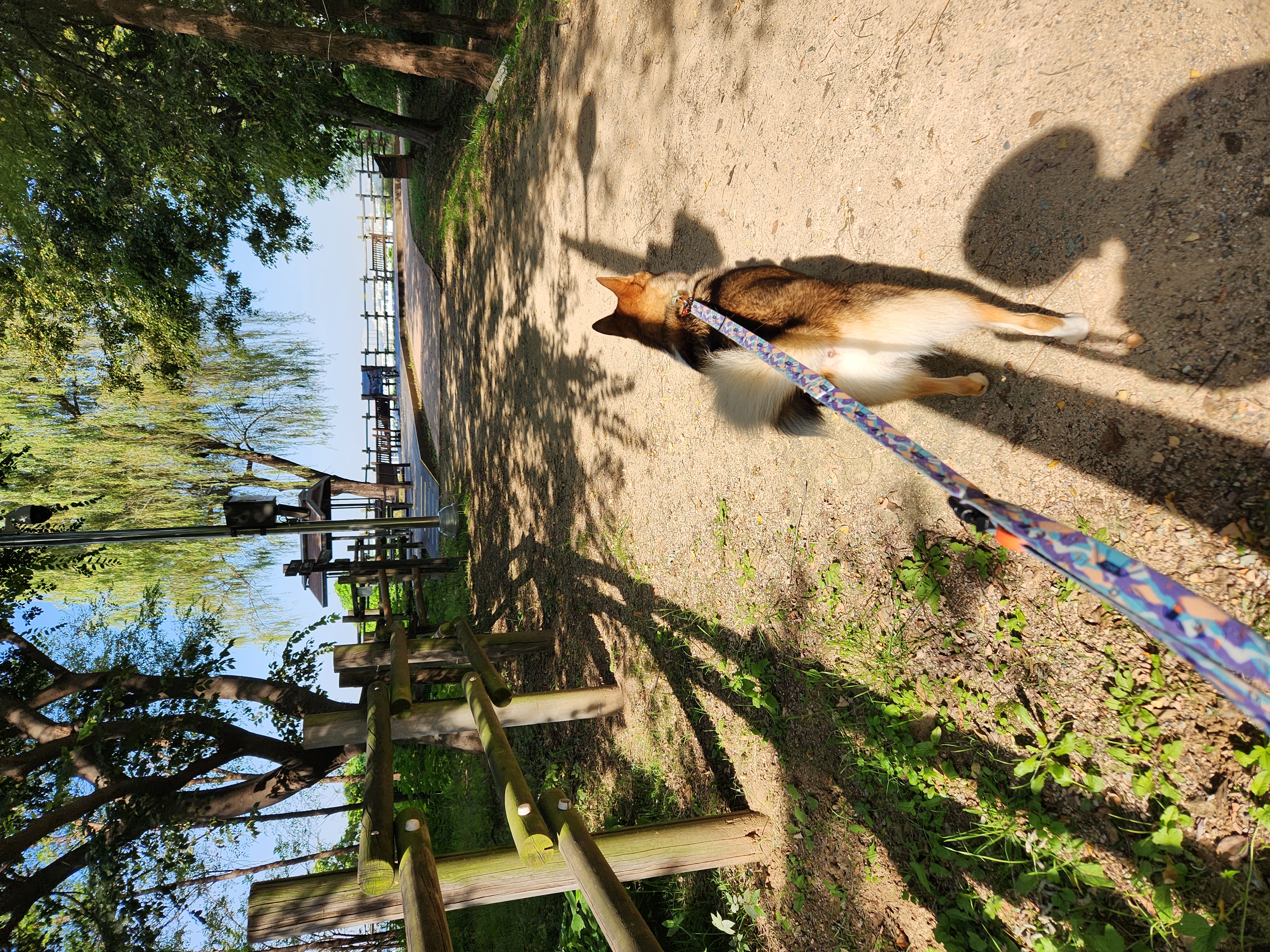 입양2년차 하다