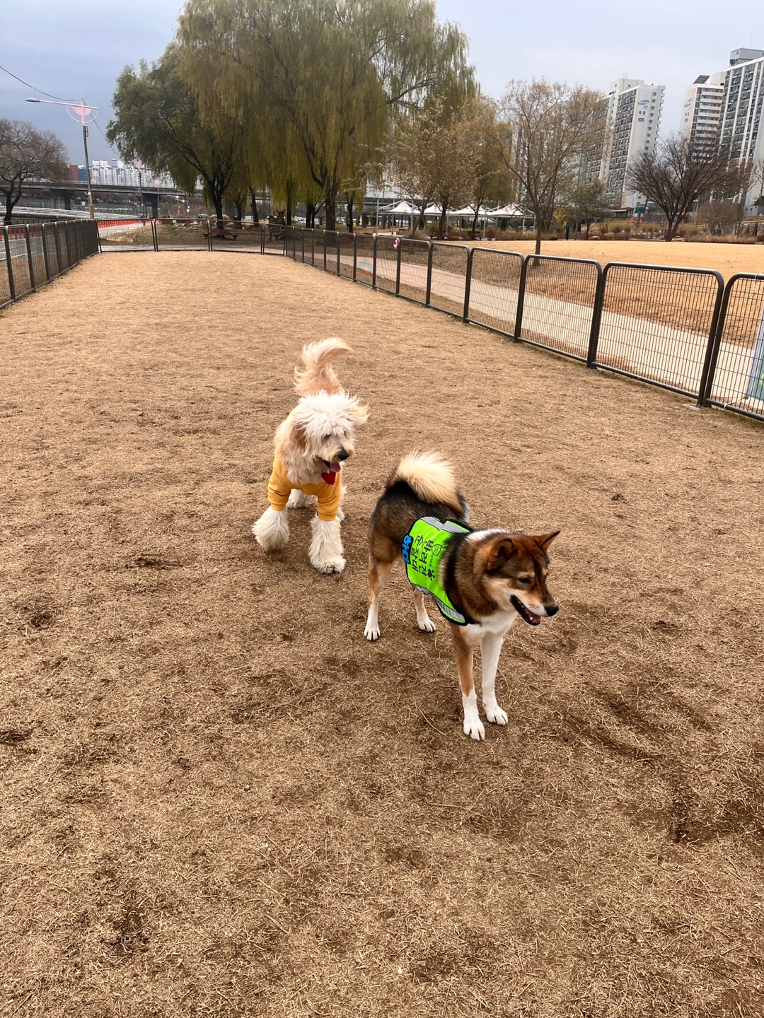 입양2년차 하다