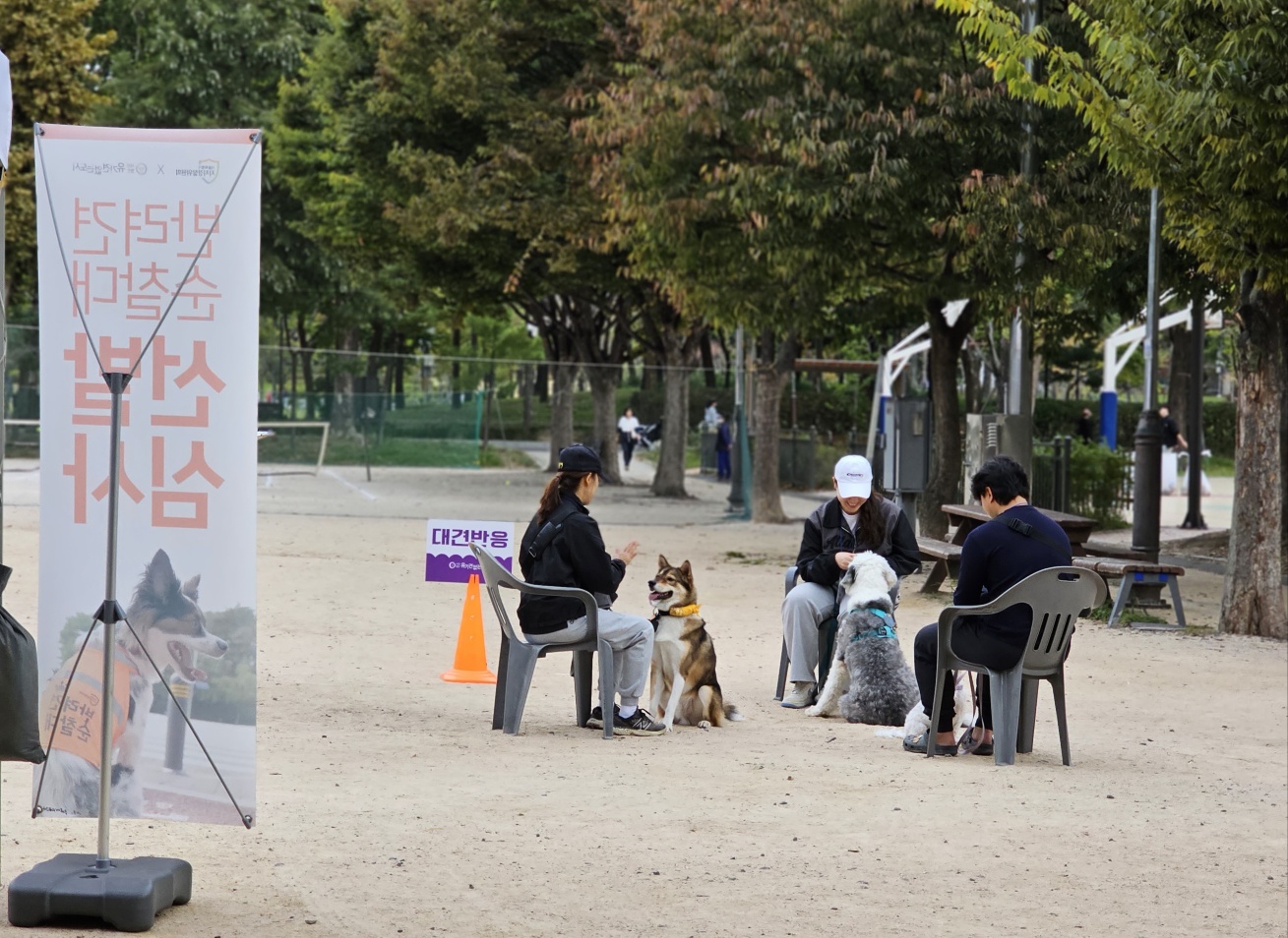 입양2년차 하다