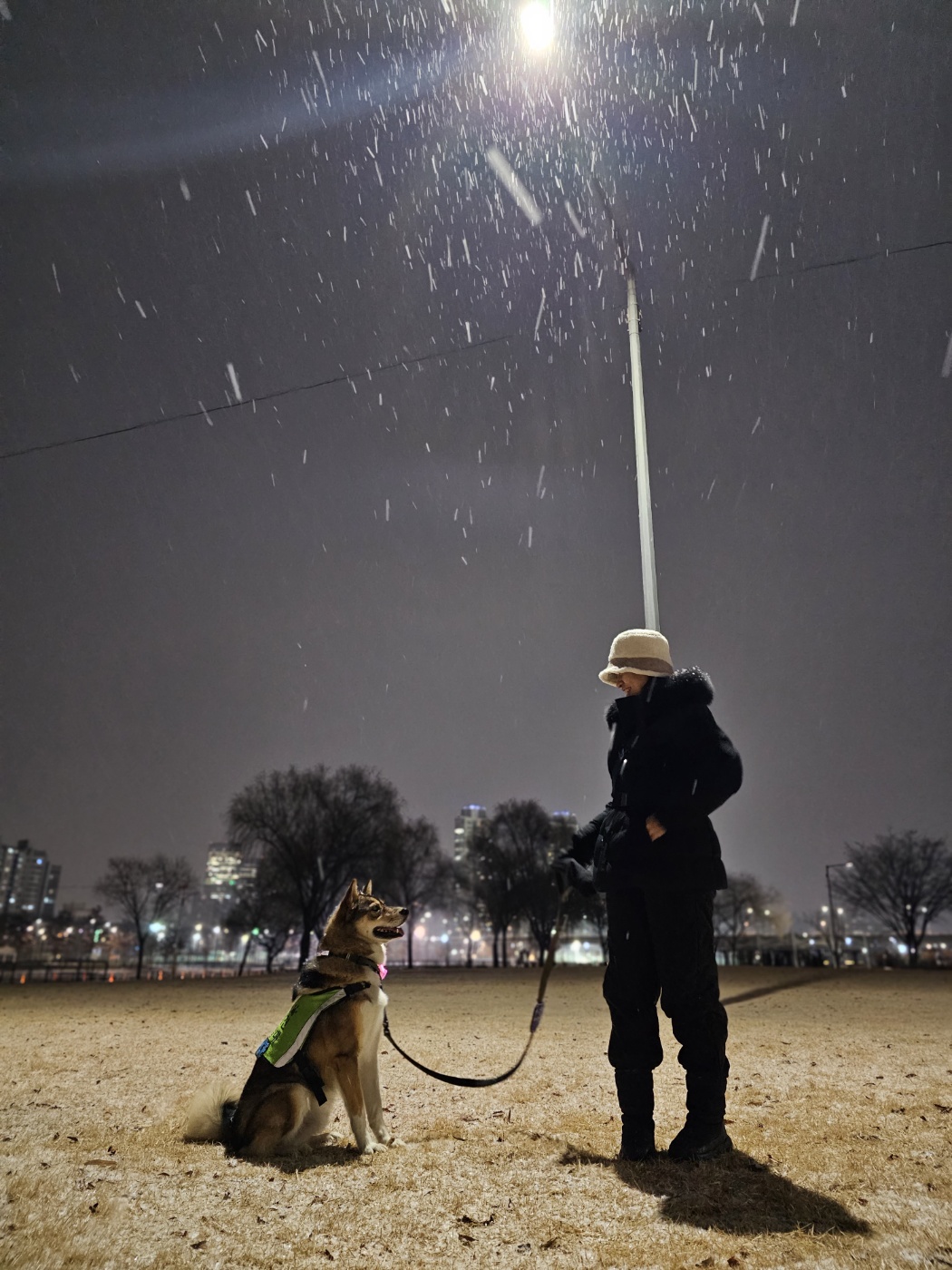 입양2년차 하다