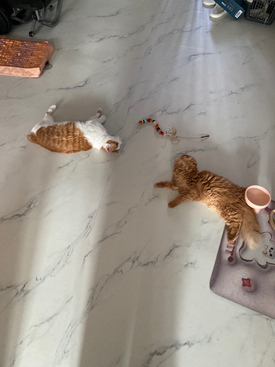 돌고 '도라' 온 만큼 잘 살구같아♡♥♡♥♡♥♡♥-3-