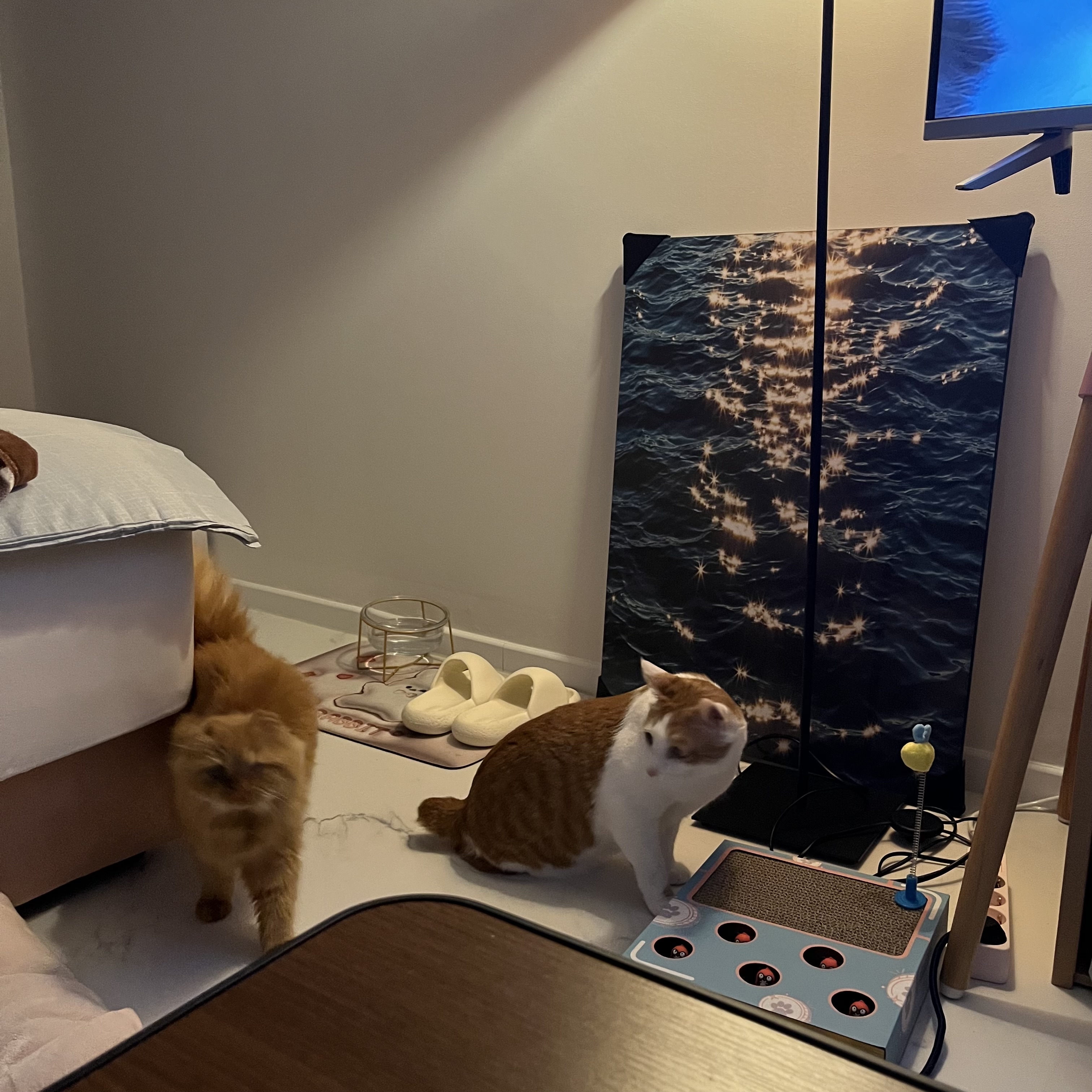 돌고 '도라' 온 만큼 잘 살구같아♡♥♡♥♡♥♡♥-3-