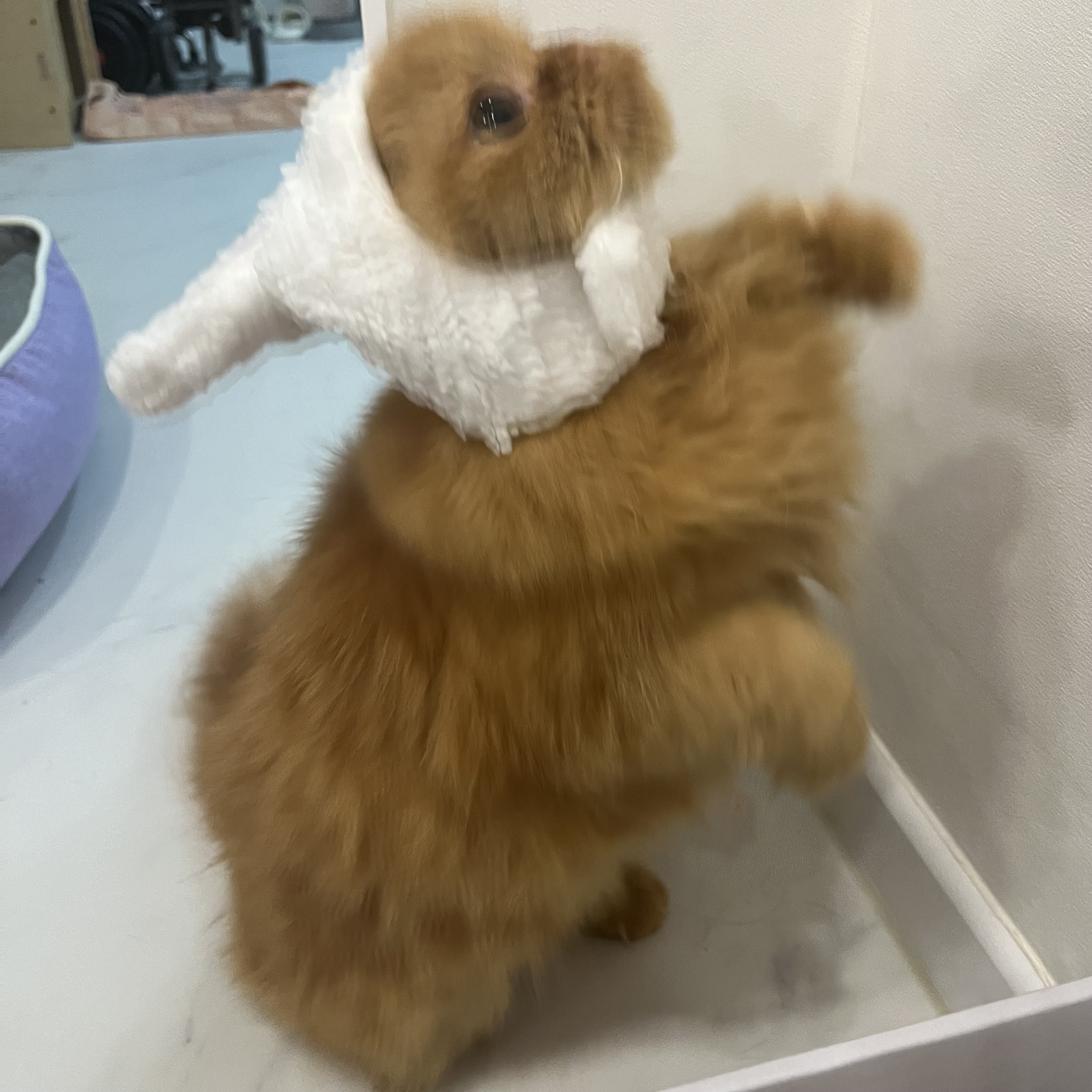 돌고 '도라' 온 만큼 잘 살구같아♡♥♡♥♡♥♡♥-3-