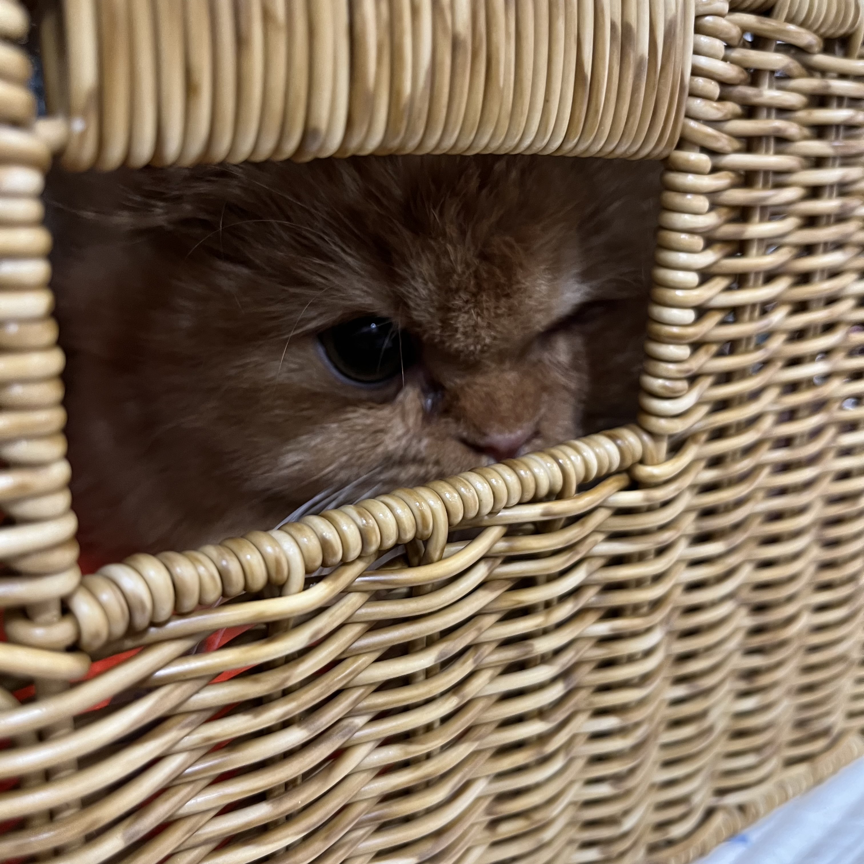 돌고 '도라' 온 만큼 잘 살구같아♡♥♡♥♡♥♡♥-3-