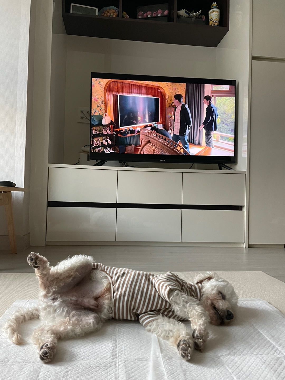 돌체 (구 짱푸) 임시보호 일주일 후기 