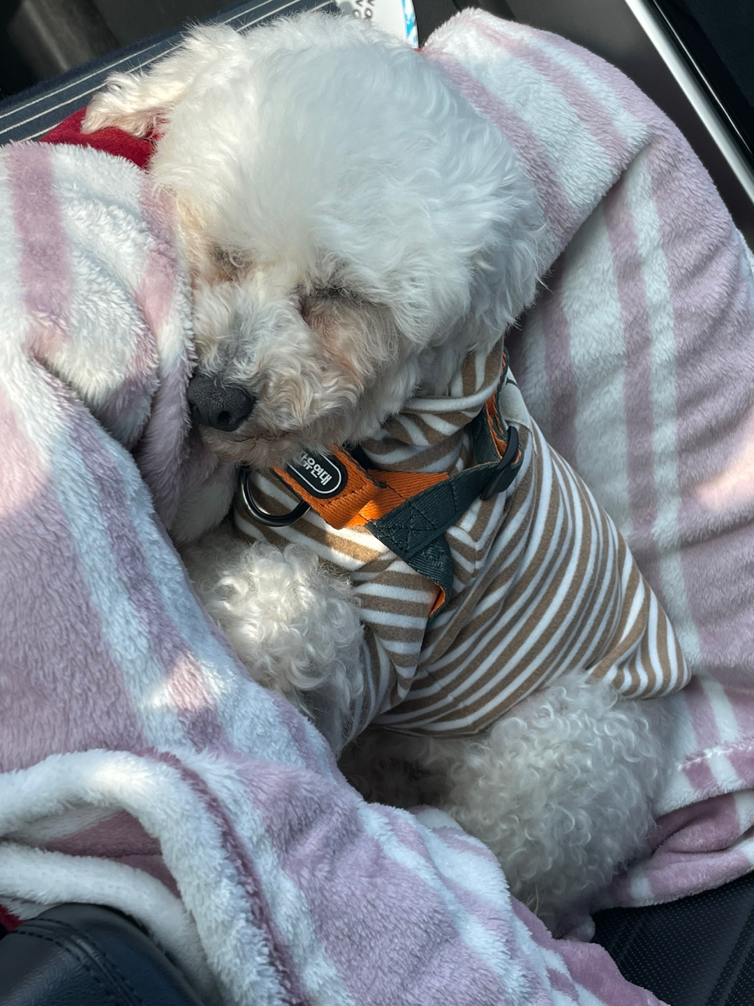 돌체 (구 짱푸) 임시보호 일주일 후기 