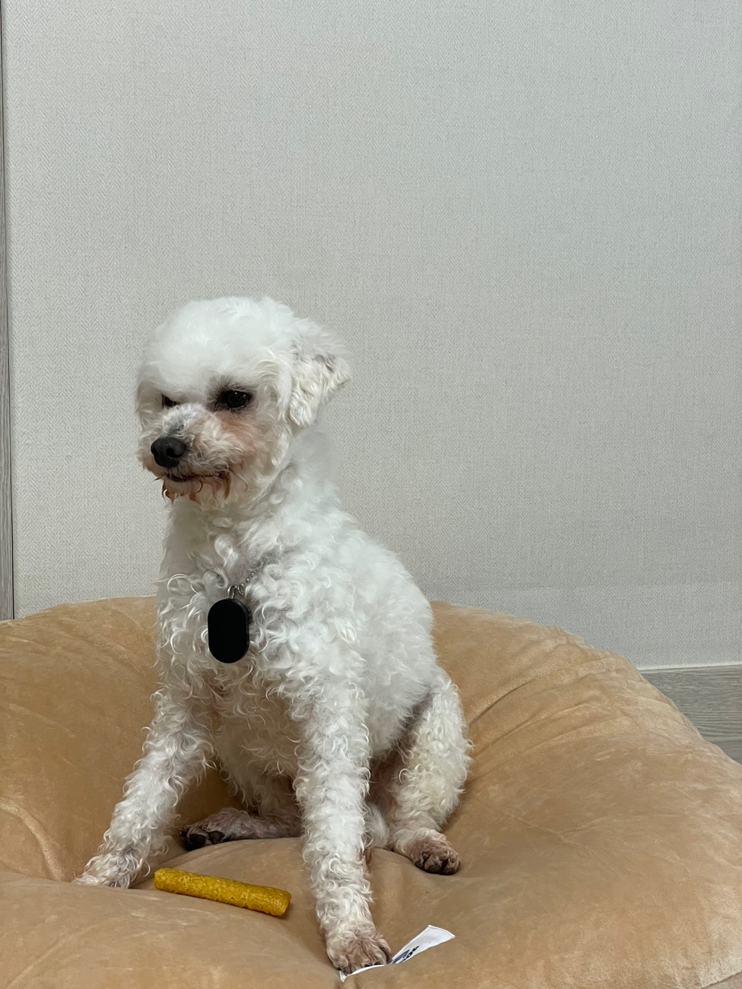 돌체 (구 짱푸) 임시보호 일주일 후기 