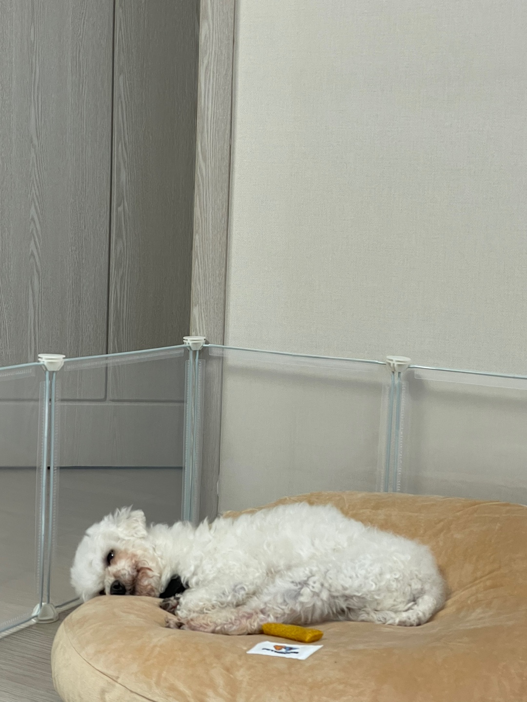 돌체 (구 짱푸) 임시보호 일주일 후기 