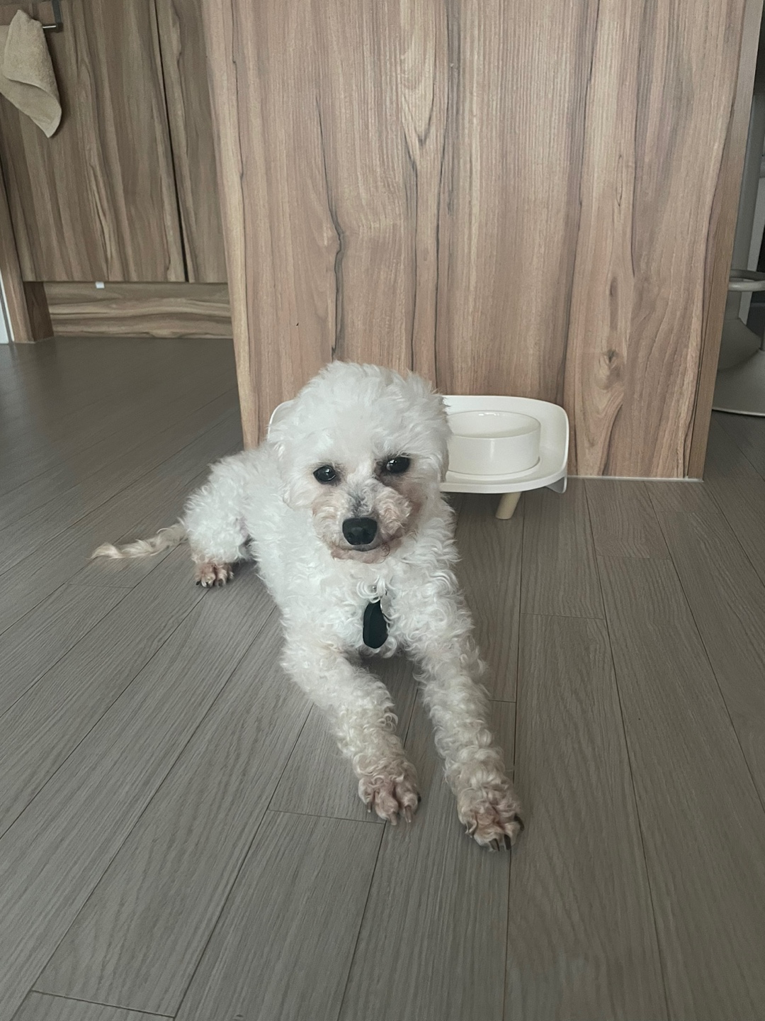 돌체 (구 짱푸) 임시보호 일주일 후기 