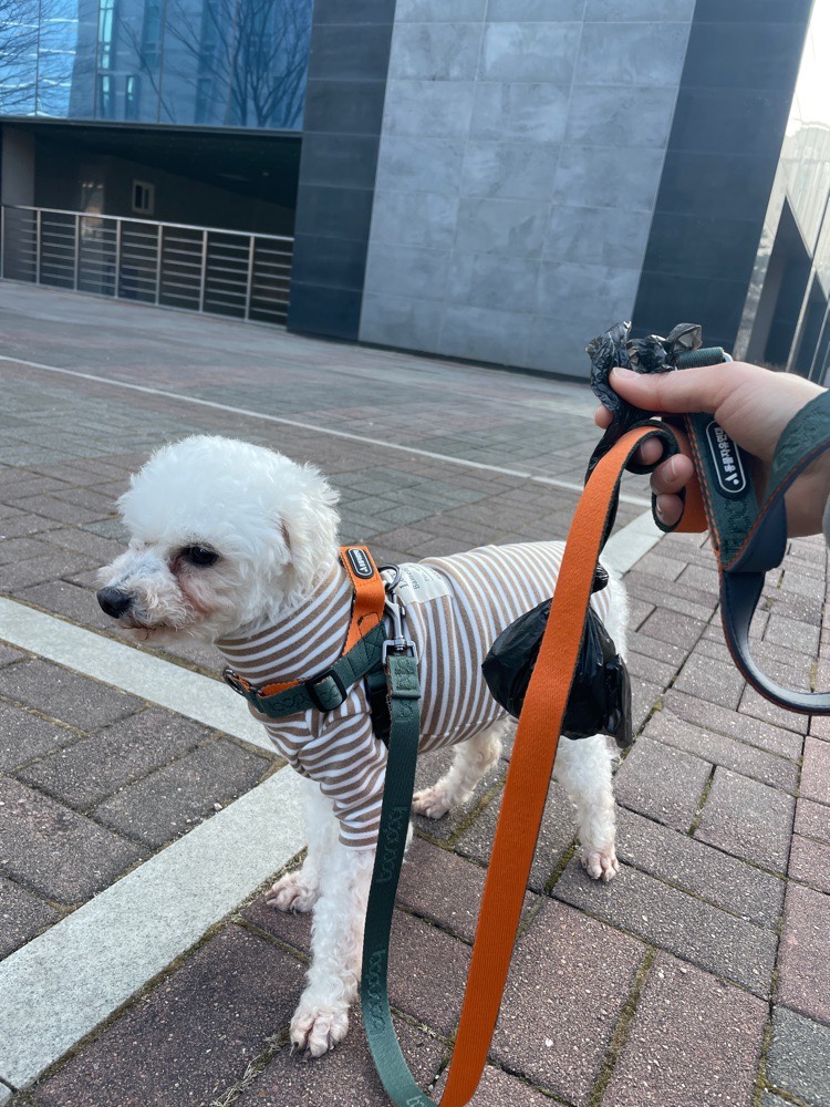 돌체 (구 짱푸) 임시보호 일주일 후기 