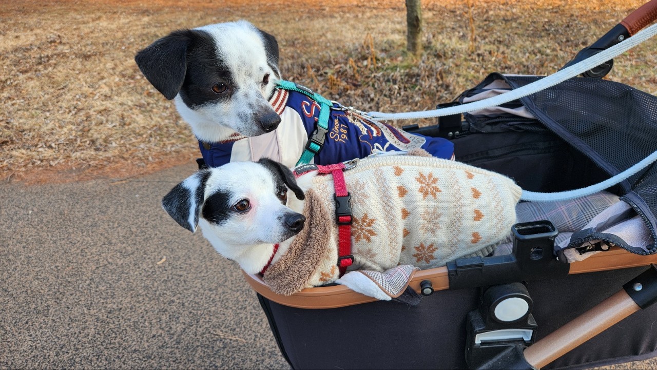 마루 다미 (마원,마투) 소식입니다